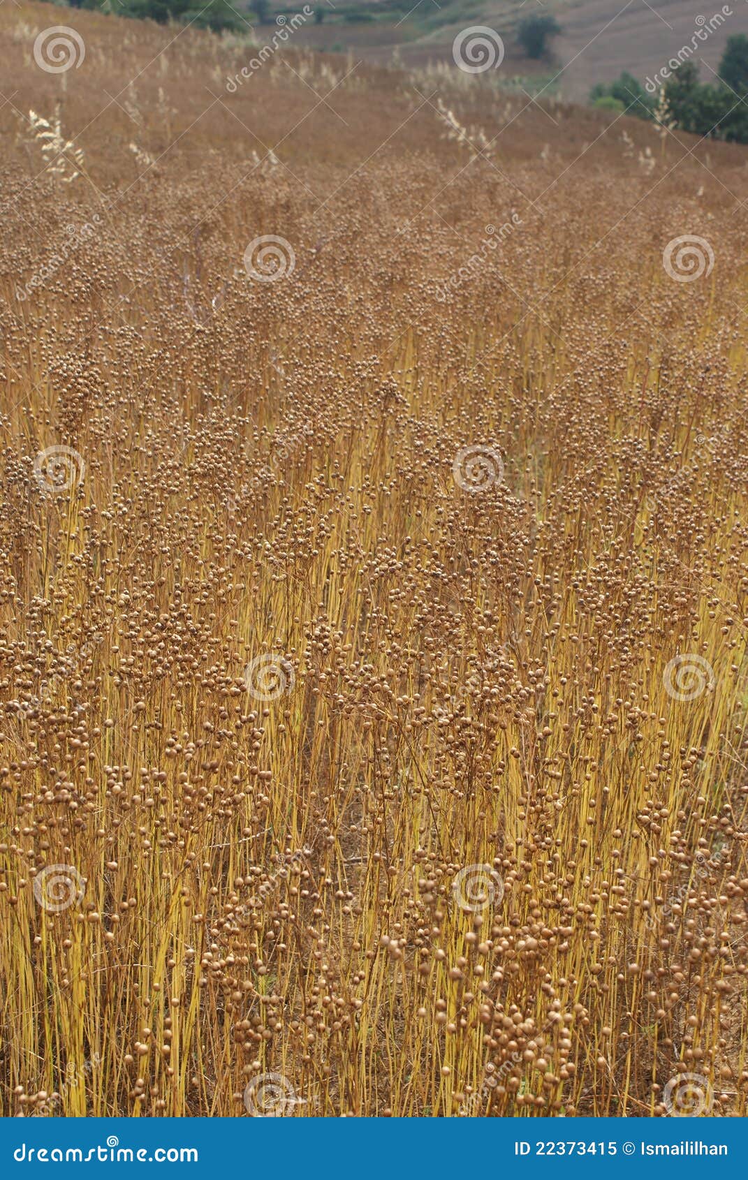 Flax Seed Linen stock image. Image of flax, fiber, flanders 22373415