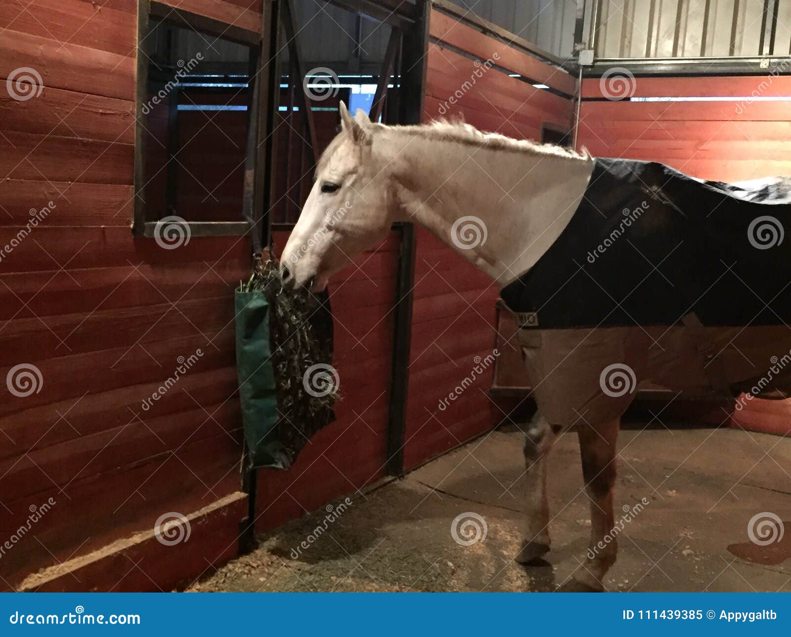 gray american quarter horse gelding inside barn with rubber mats and cherry wood stalls