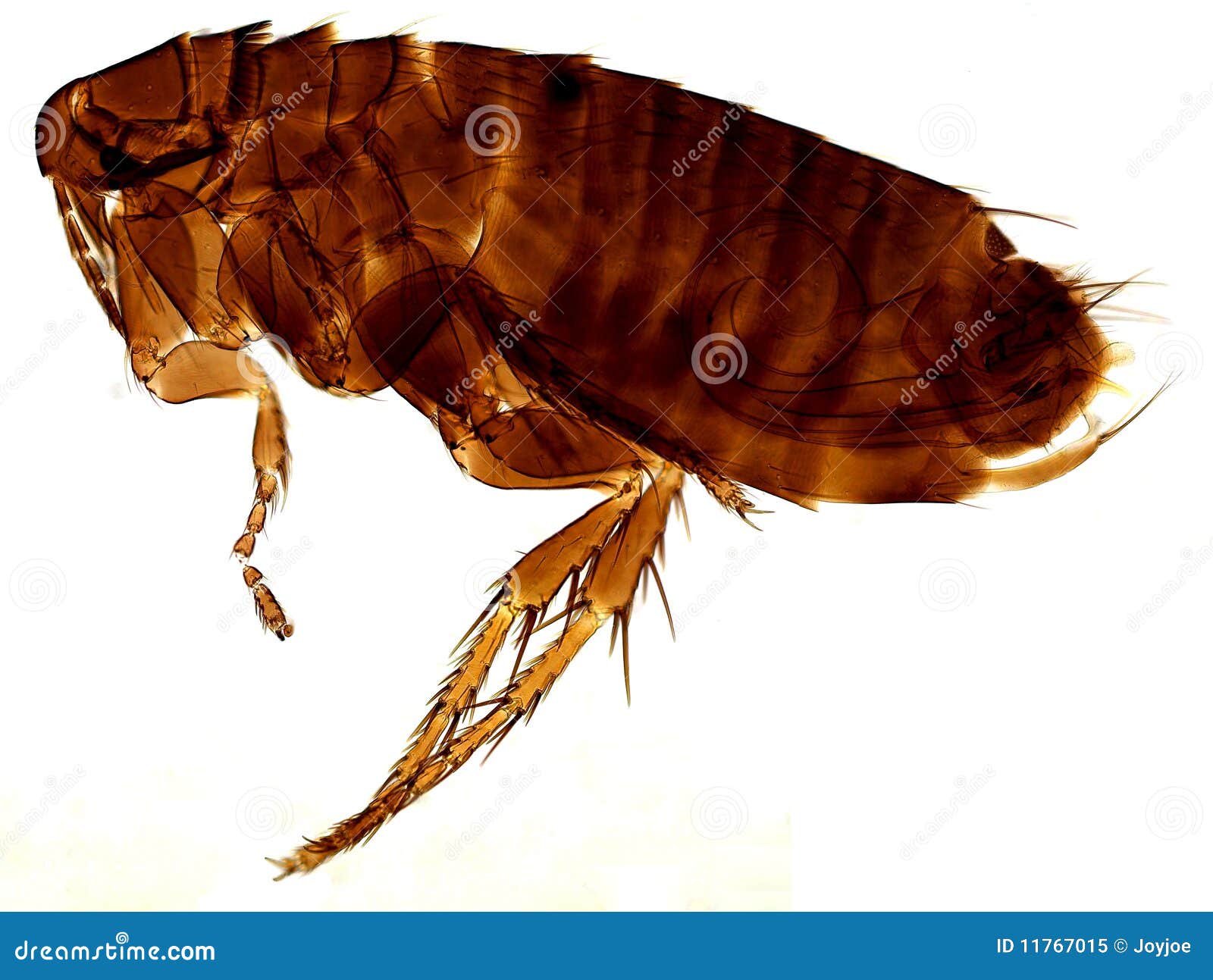 Flea Ceratophyllus Pullatus Editorial Image Image of pullatus