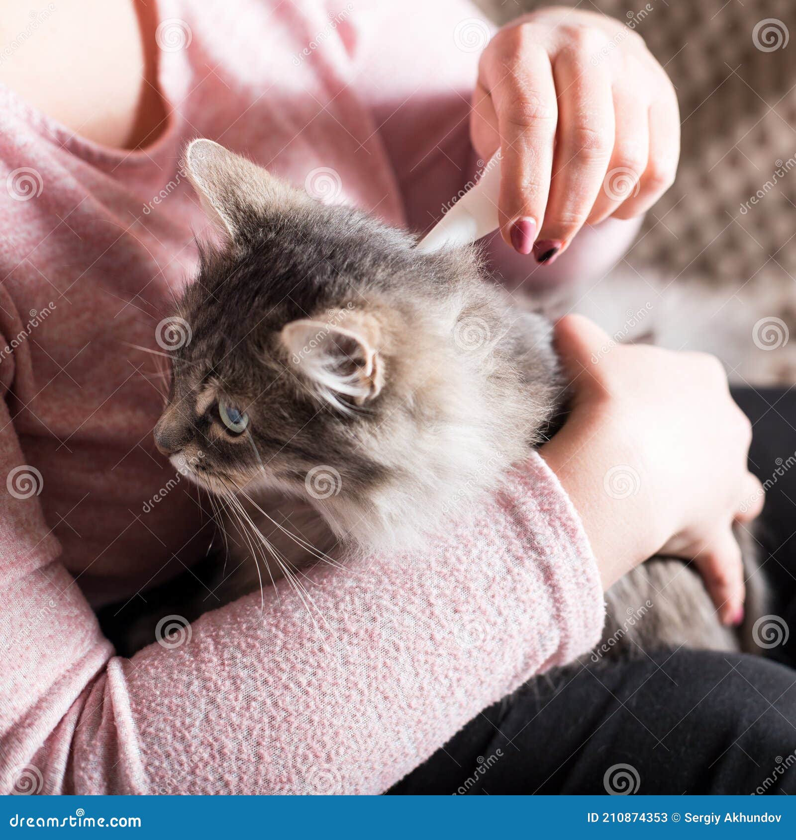 flea protection for your cat. prevent pet flea infestation. flea remedy for a cat