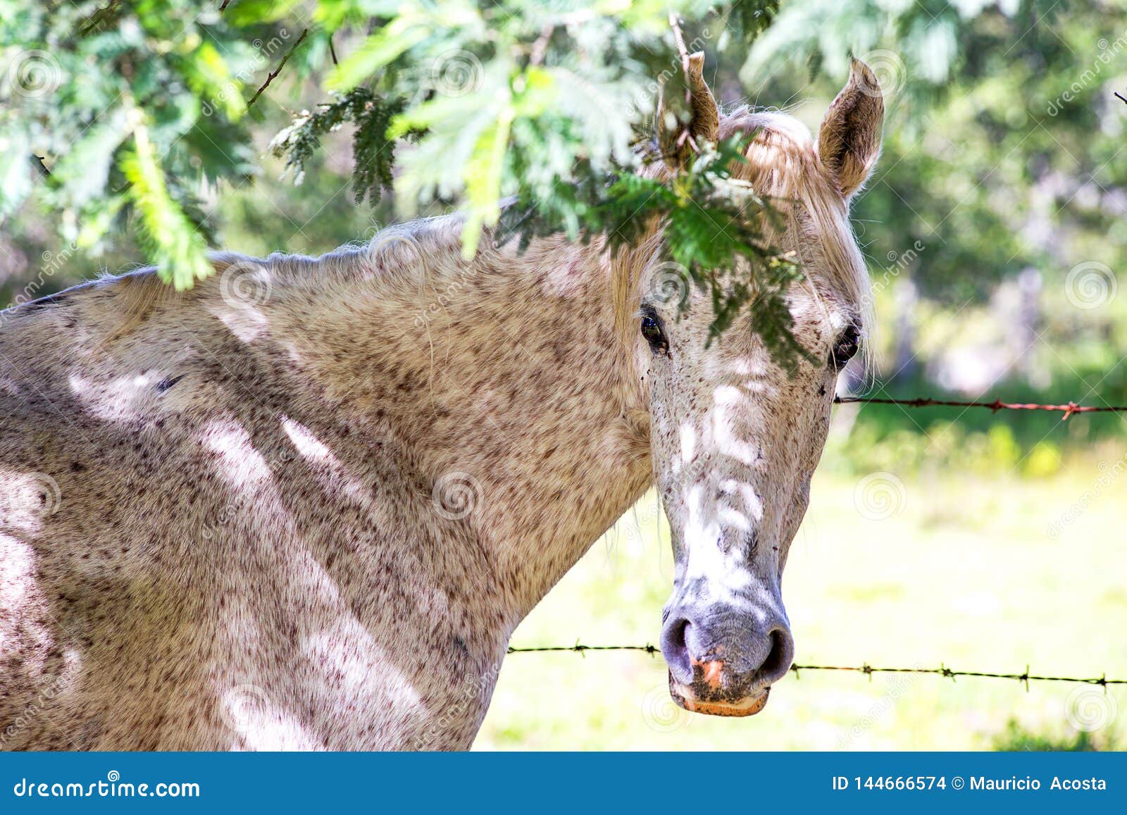 Fleabitten szara kobylia pozycja pod cieniem. Portrait of a fleabitten gray mare standing under the shadow of a Persian silk tree scaping from the sun light. Captured at the Andean mountains of central Colombia