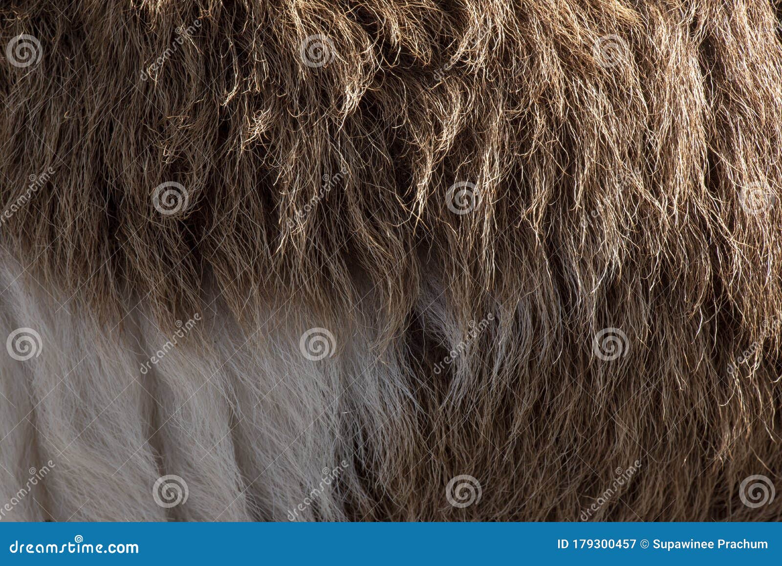 fleece white and brown,close up of fleece, exture background