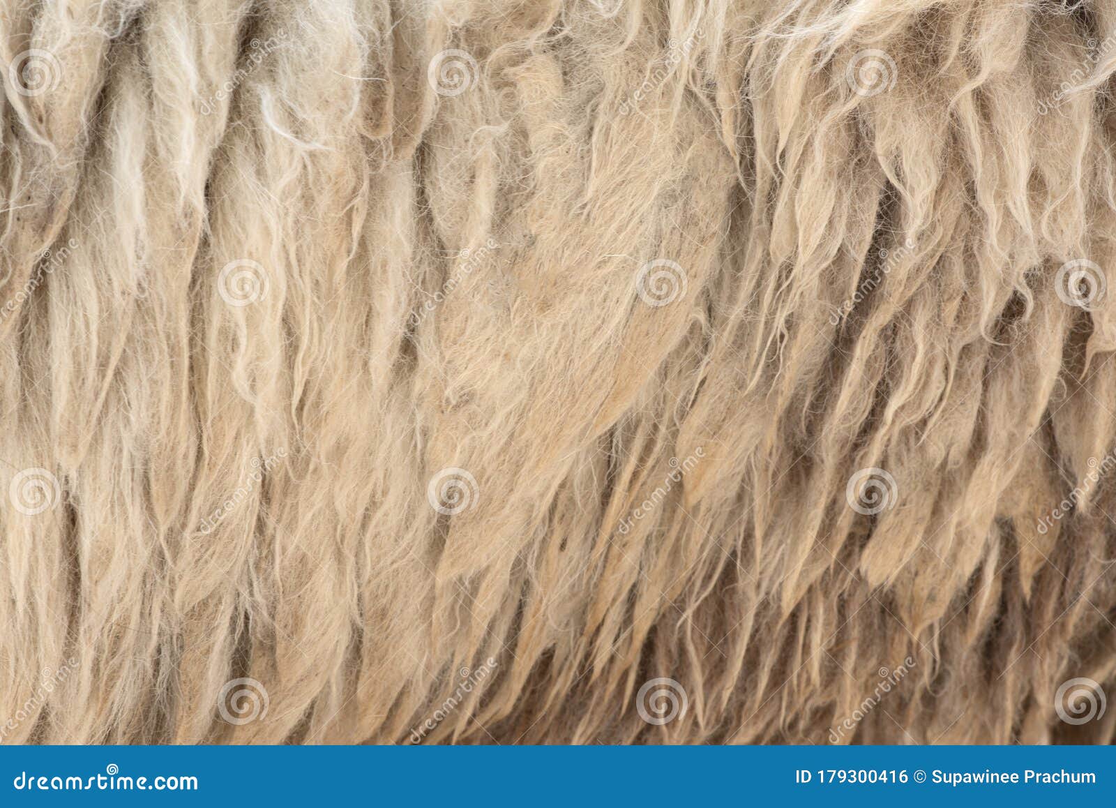 fleece white,close up of fleece, exture background