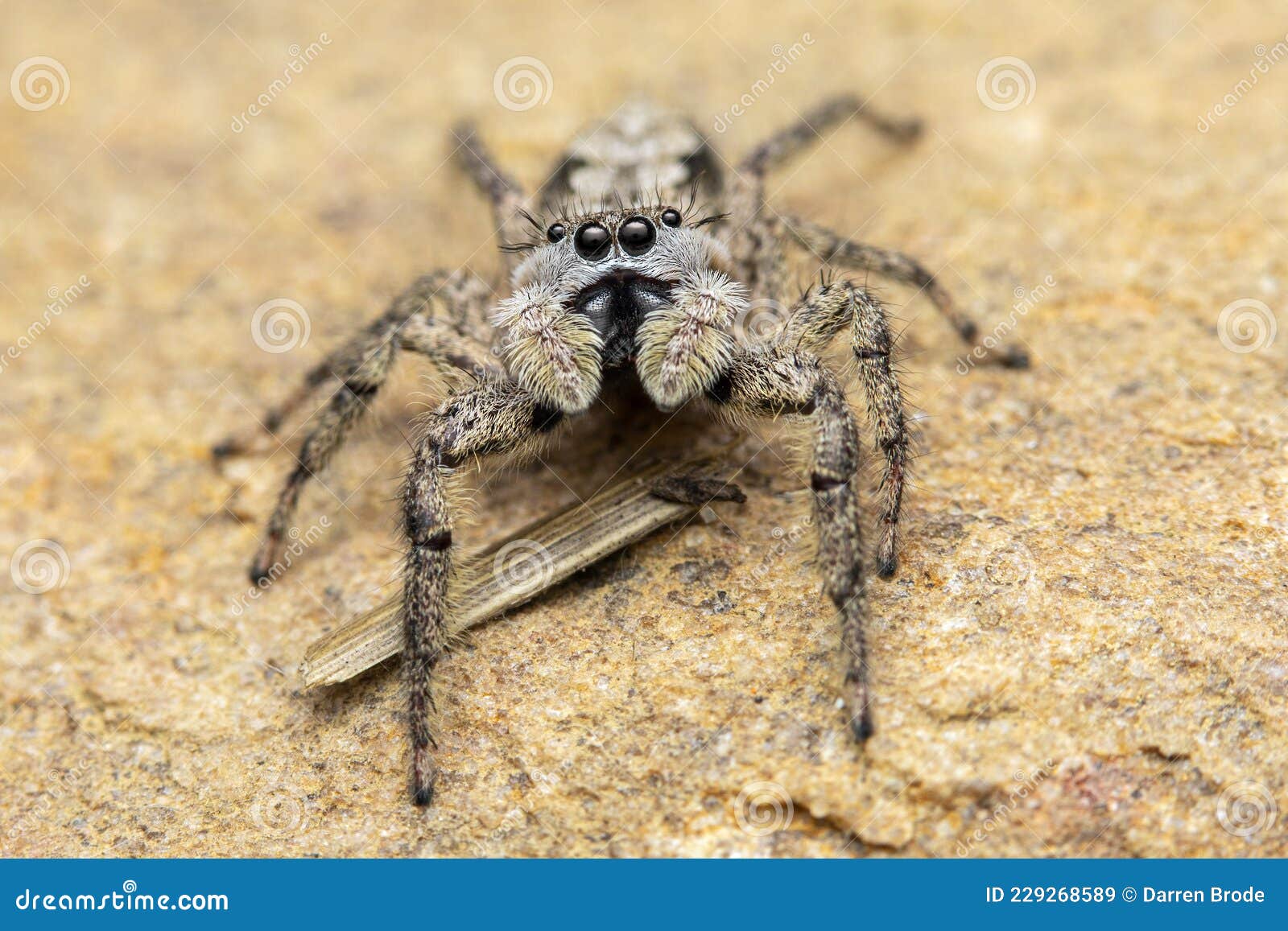 Fleecy jumping spider - SpiderSpotter