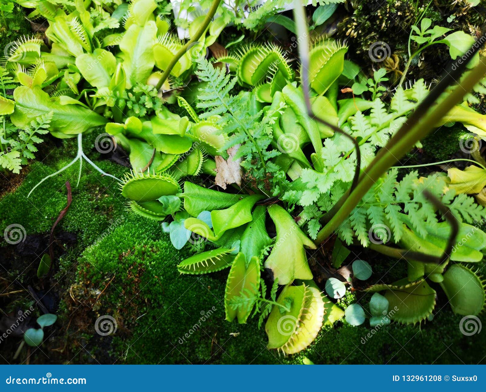 Flesh Eating Plant in Green Stock Photo Image of plants, closed