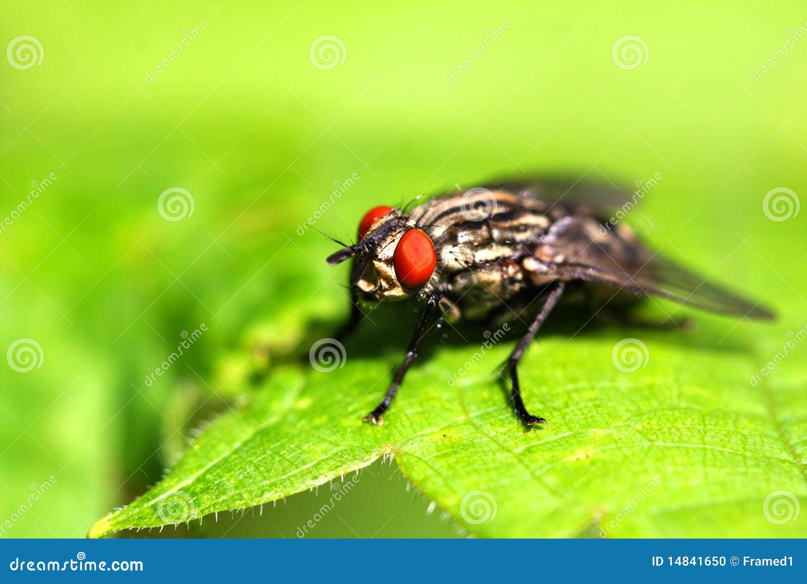 Flesh Fly stock photo. Image of pest, macro, insect, nature 14841650