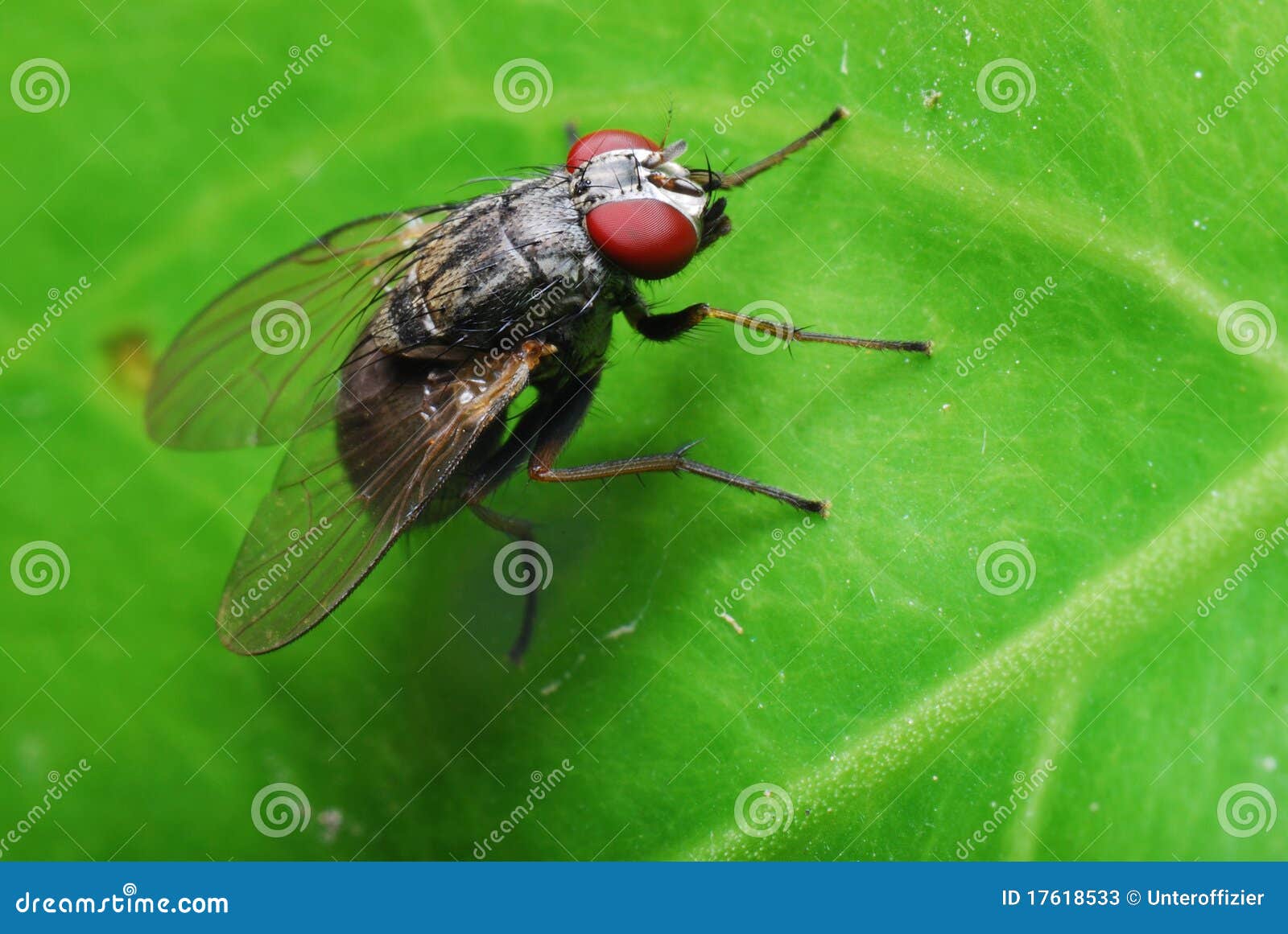 flesh fly