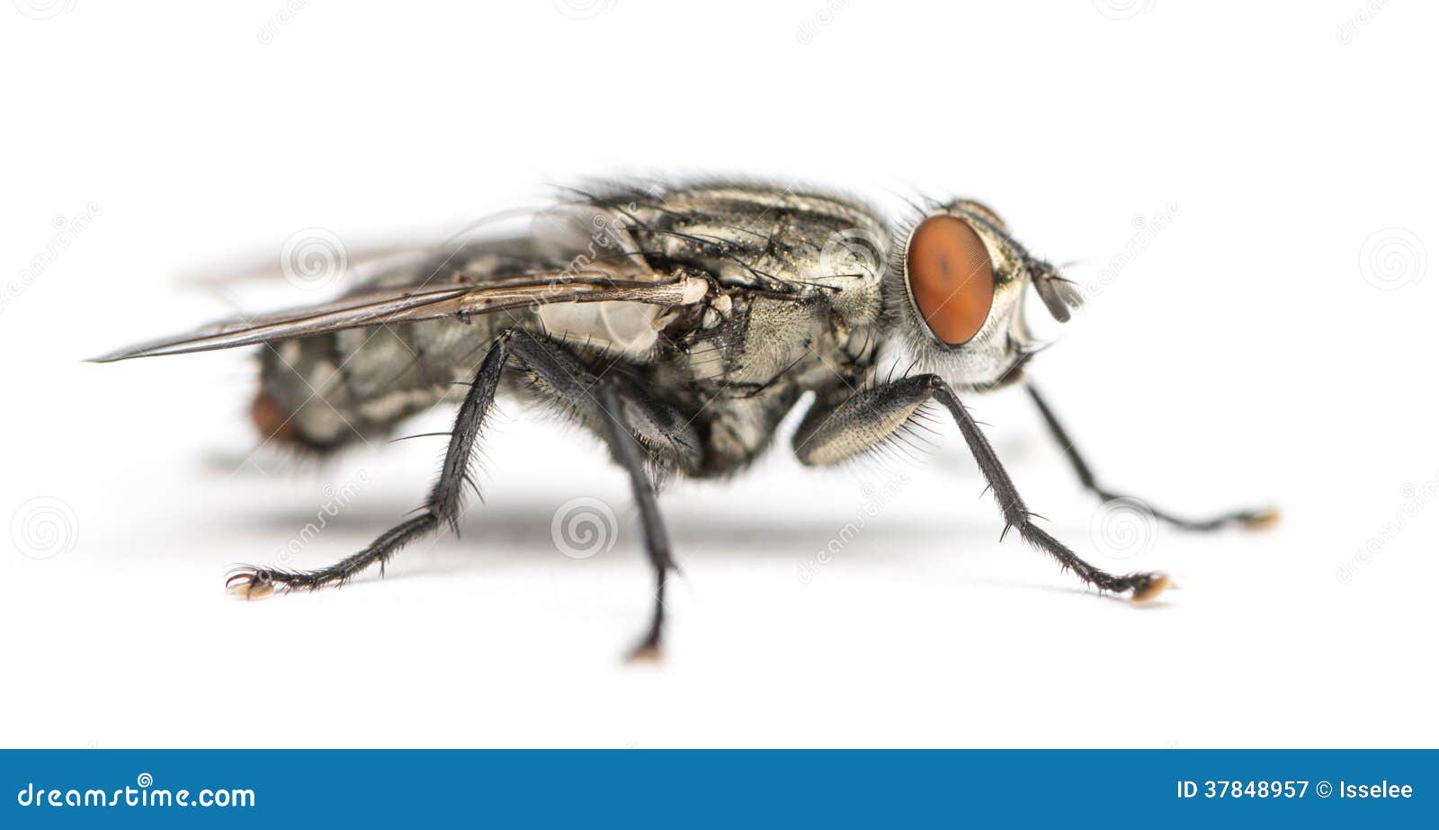 flesh fly, sarcophagidae, 