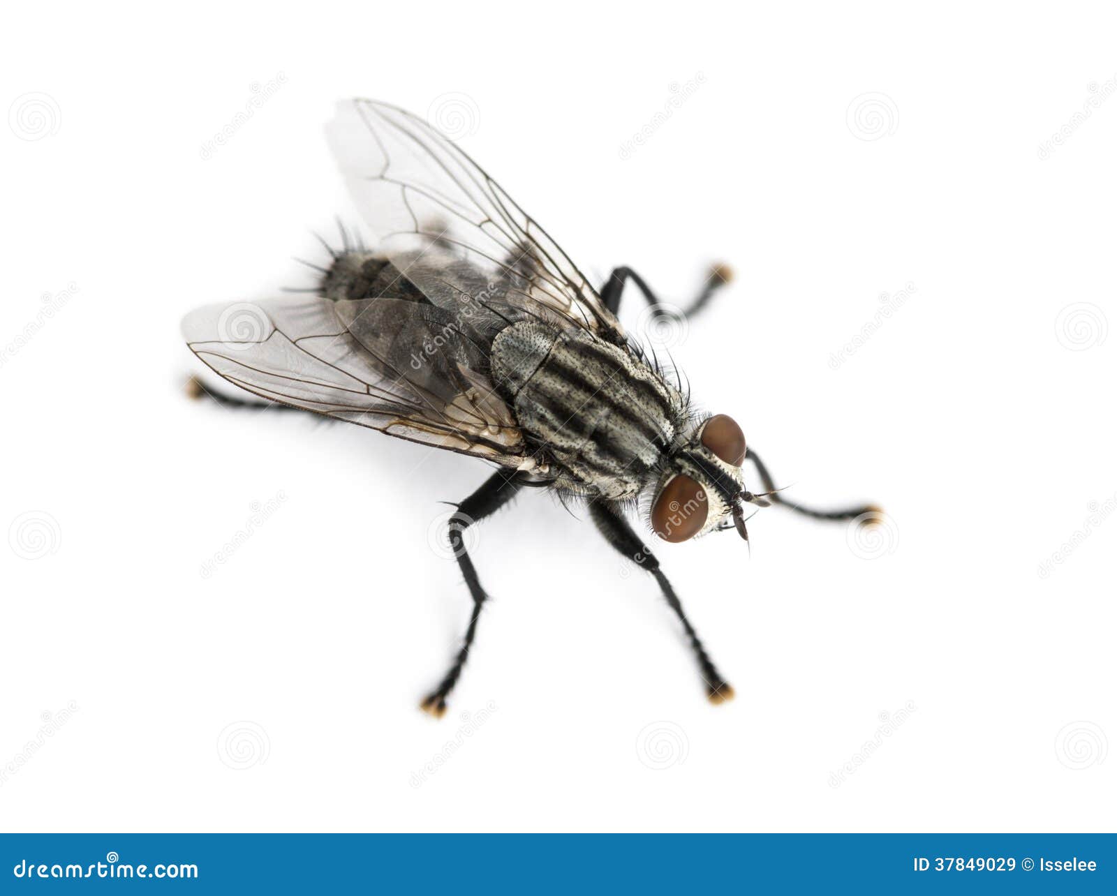 flesh fly viewed from up high, sarcophagidae, 