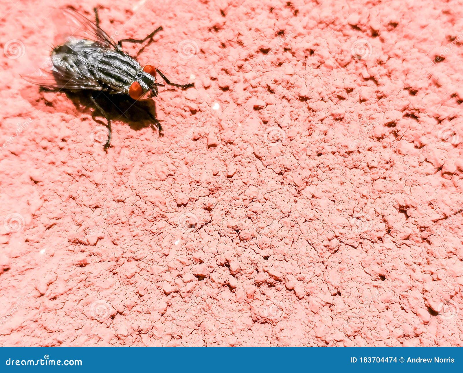 Flesh Fly on the Wall stock photo. Image of sarcophaga 183704474