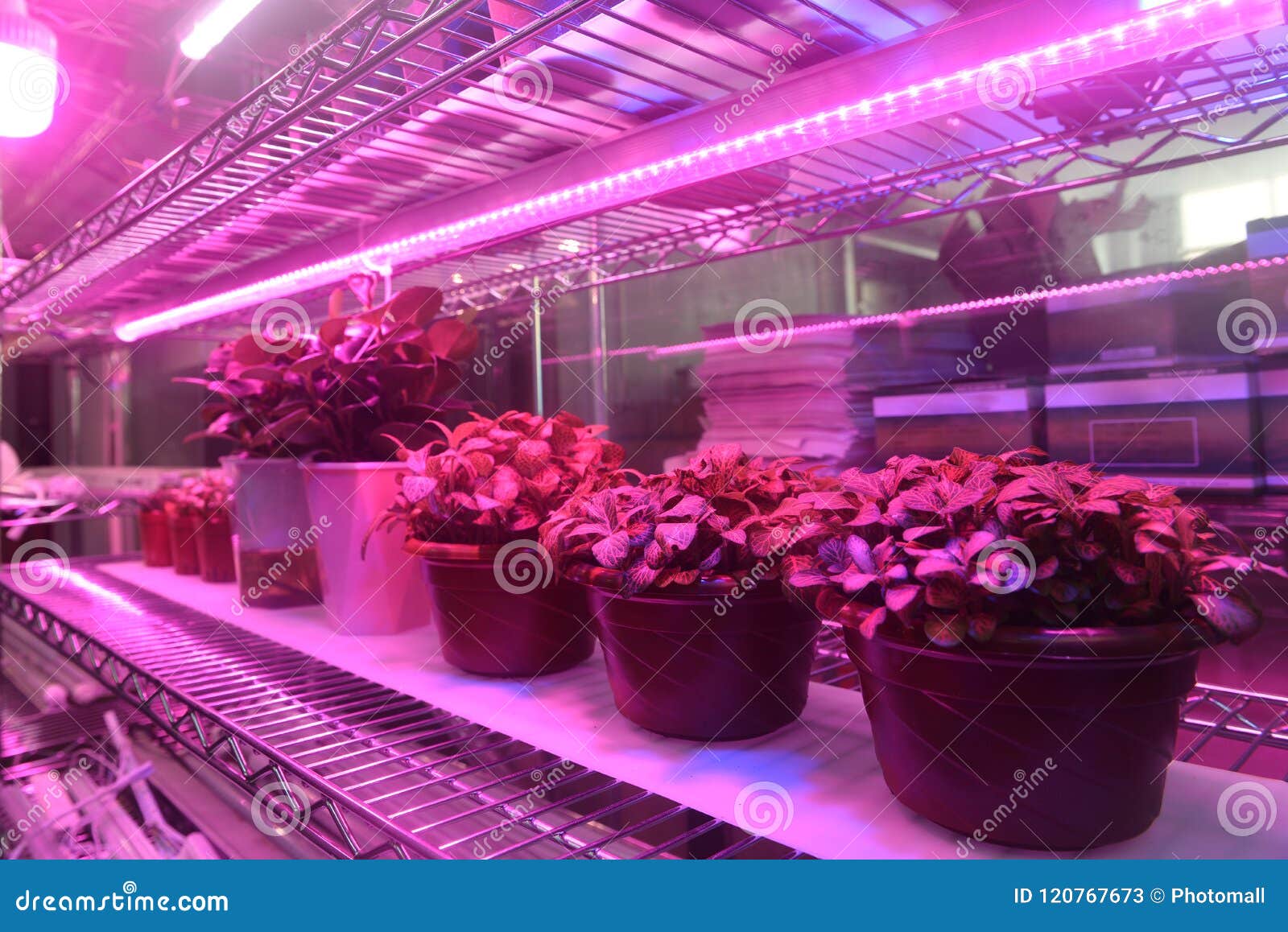 Plant led growth light stock image. Image of green, fleshy 120767673
