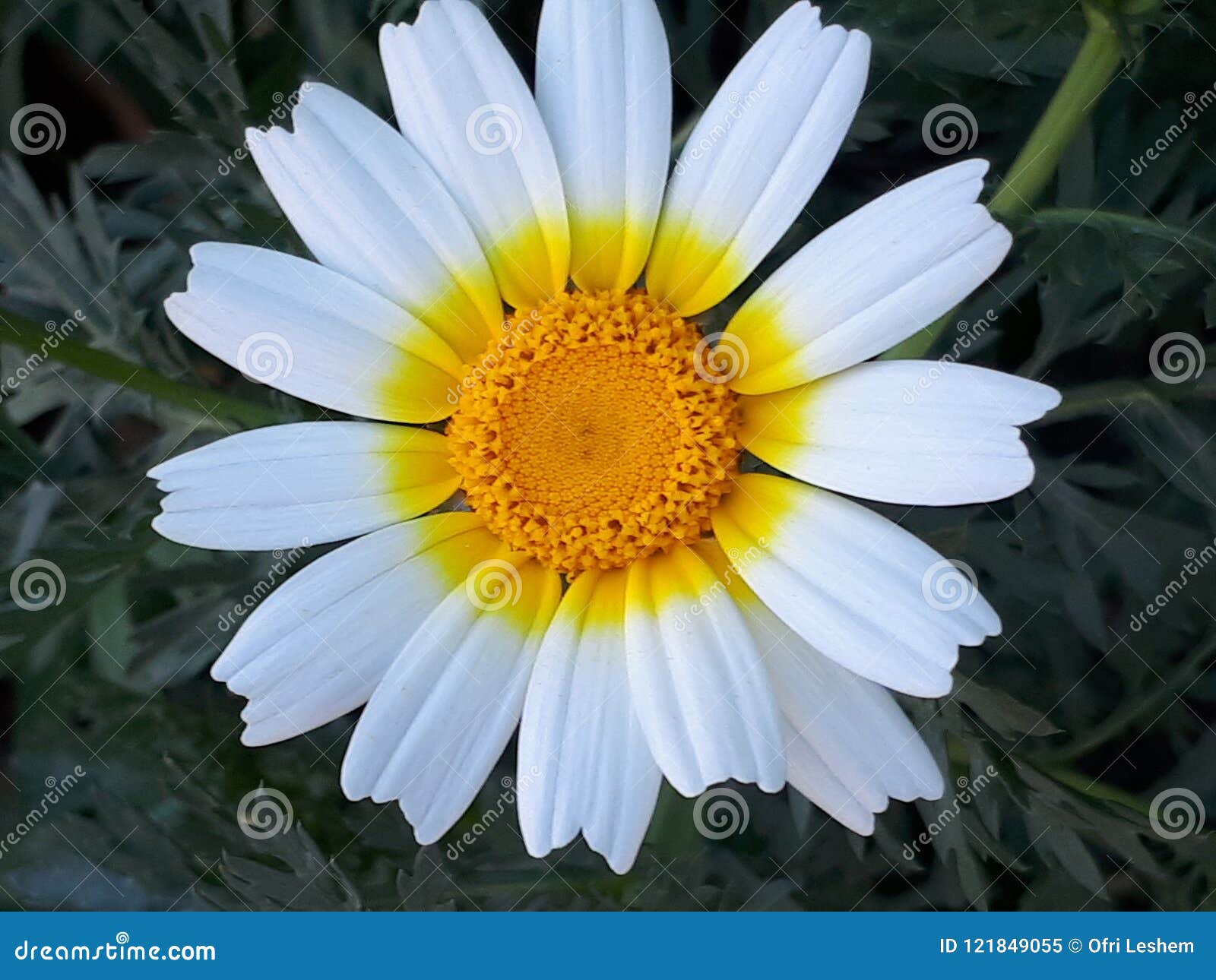 Fleur à Orange Et Jaune Blancs Image Stock Image Du Pour