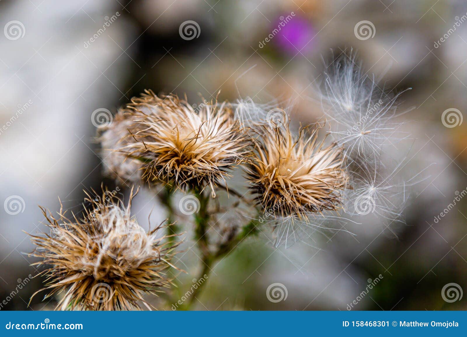 Fleur écossaise De Chardon En Mode Dispersion Image stock - Image du  pourpré, jardin: 158468301