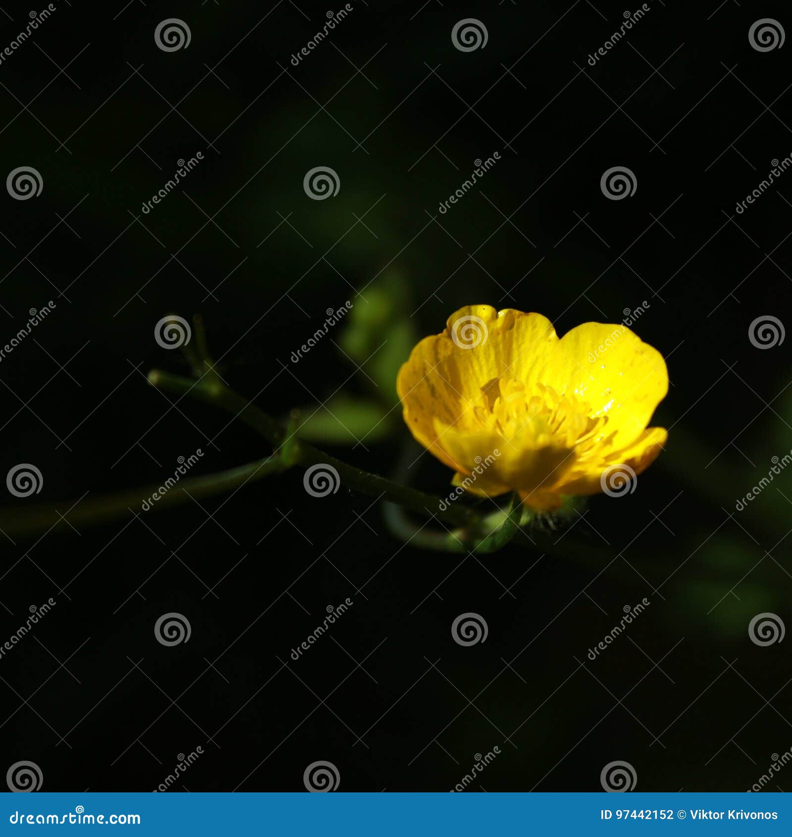 Fleur. Été frais de vert jaune de Flowet