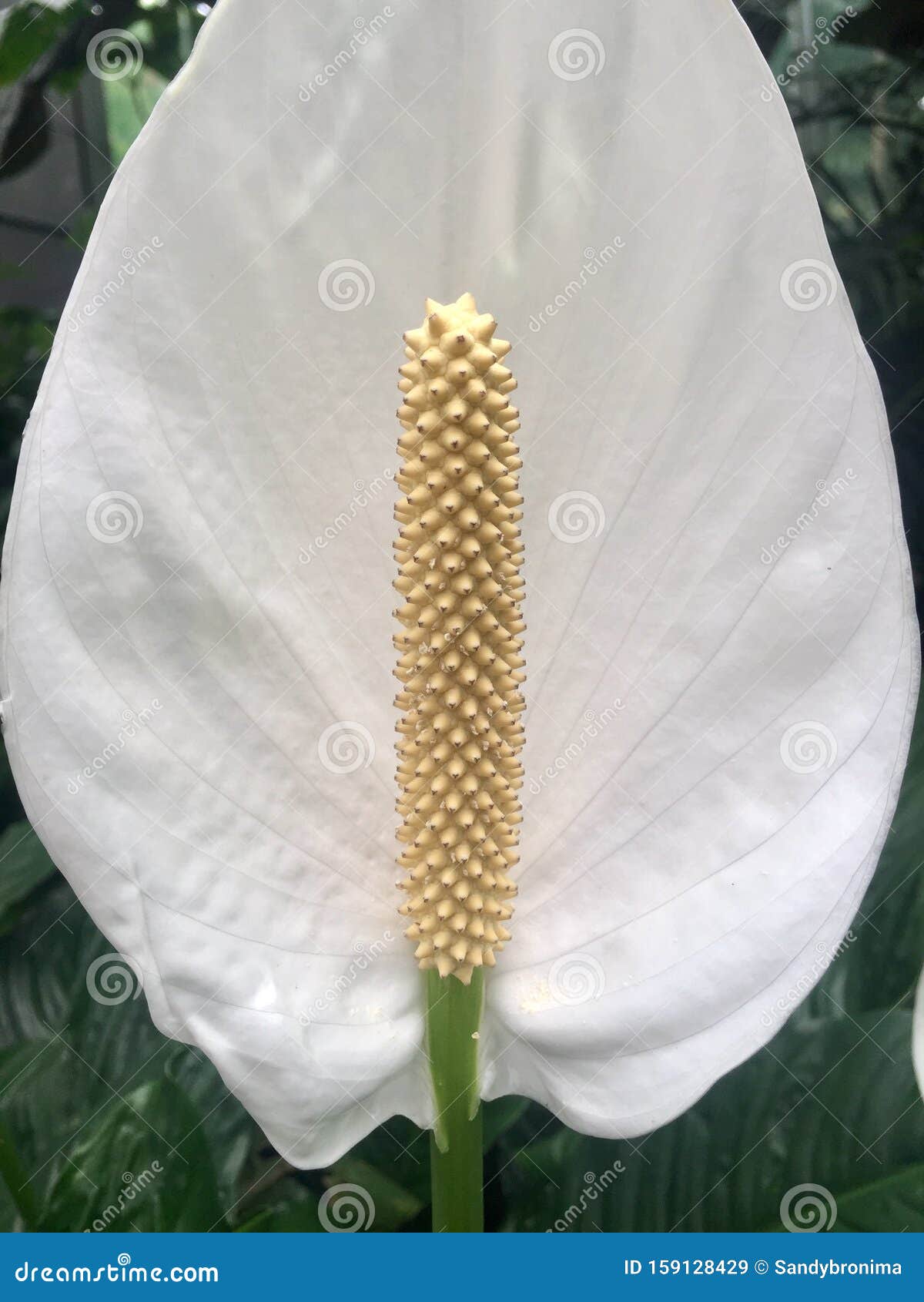 Fleur Blanche à Tige Longue Image stock - Image du botanique, blanc:  159128429