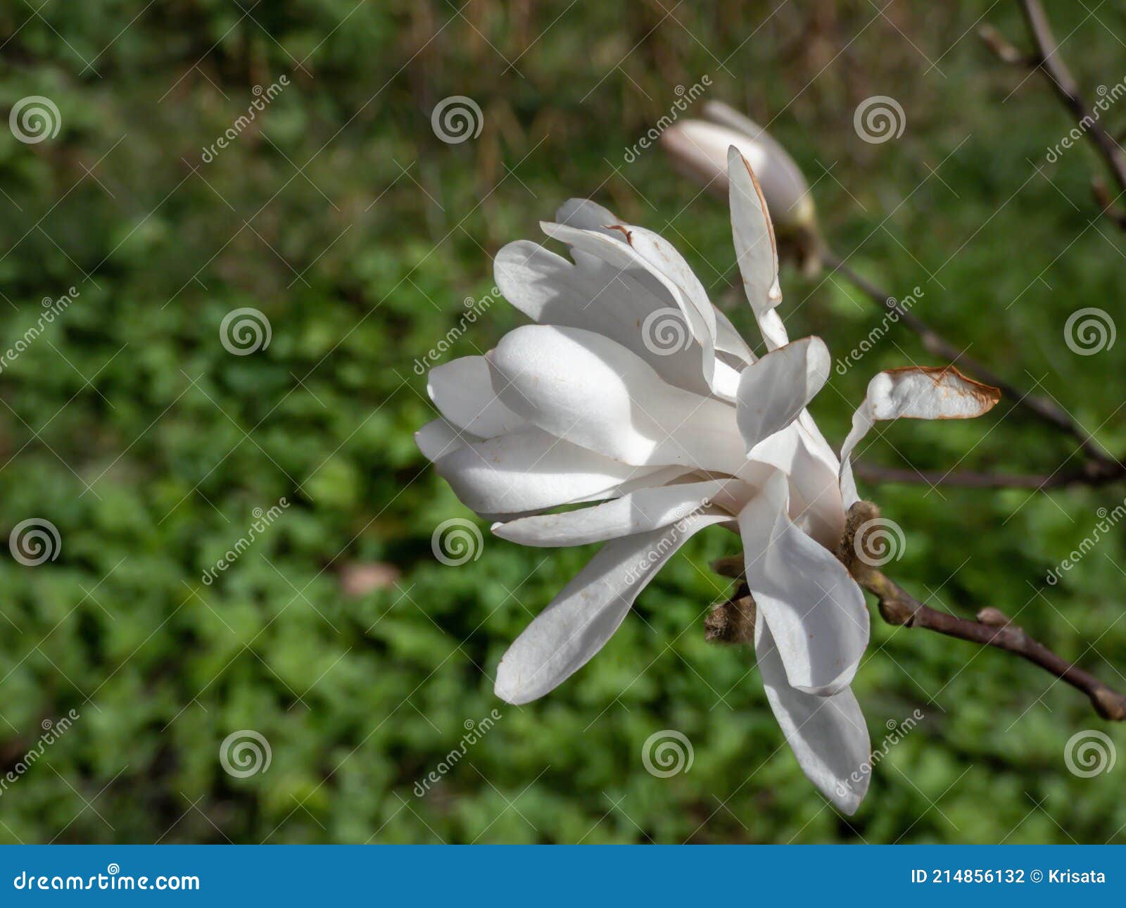 Fleur Blanche étoilée De L'étoile Florissante Magnolia Magnolia Stellata Au  Début Du Printemps Avant L'ouverture Des Bourgeons Fol Photo stock - Image  du japonais, groupe: 214856132