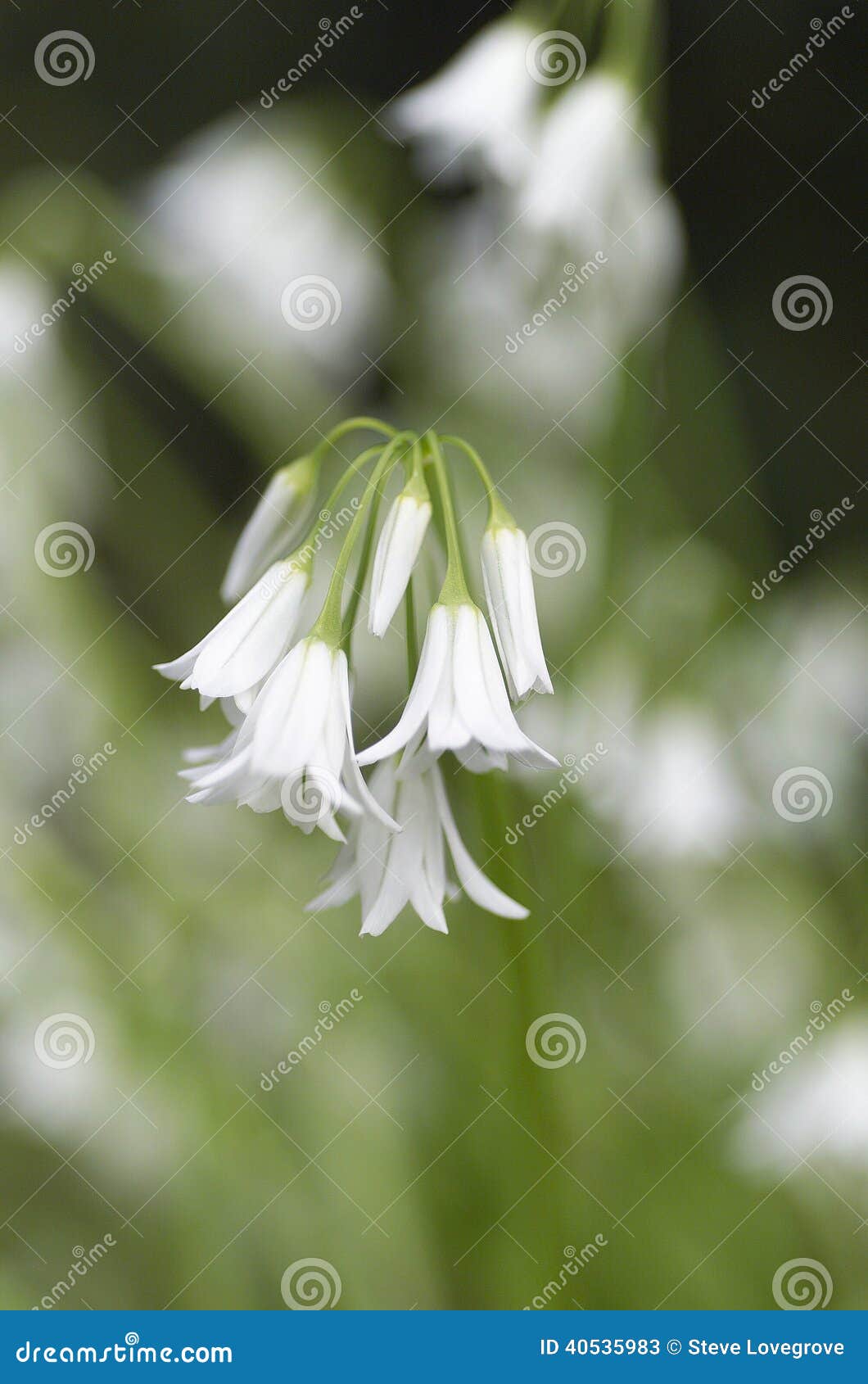 Fleur blanche image stock. Image du végétation, cloche - 40535983