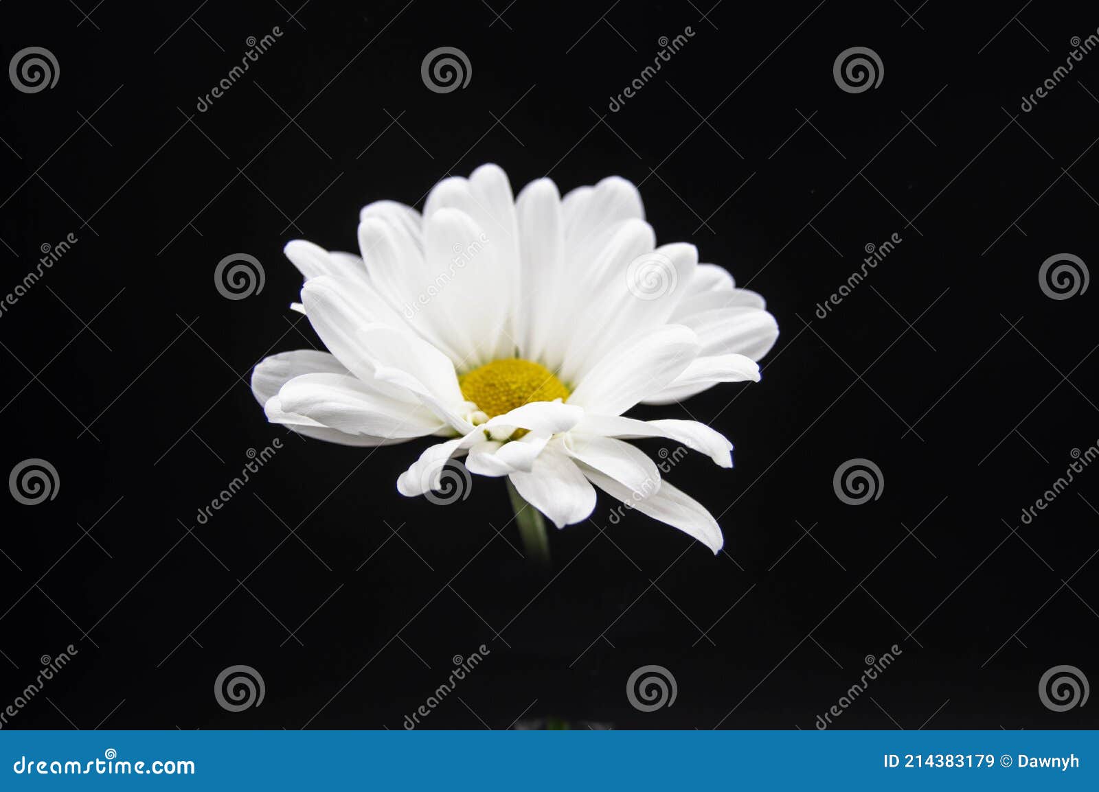 Fleur Blanche Avec Fond Noir Image stock - Image du texte, coupure:  214383179