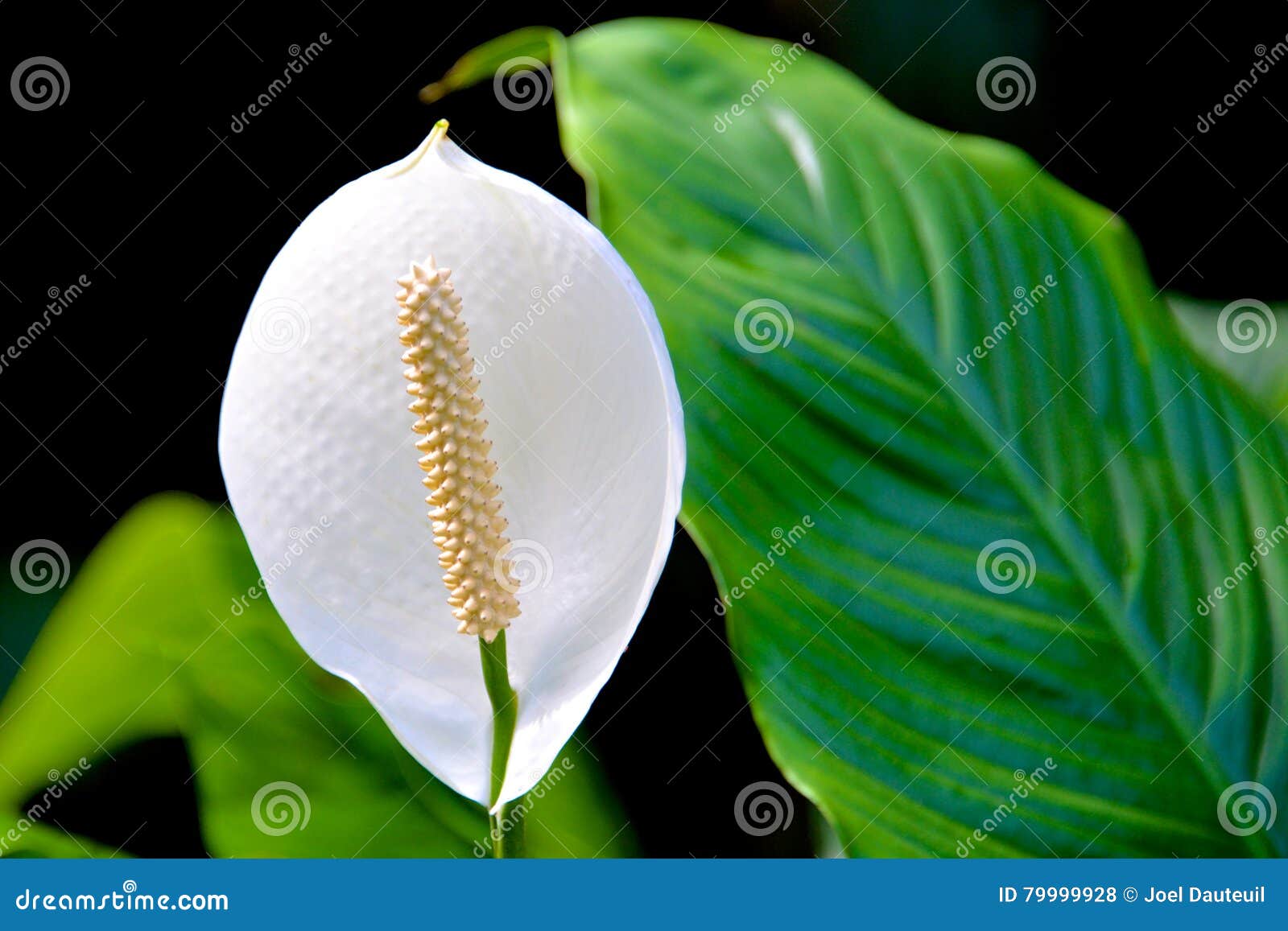 Fleur Blanche Avec La Longue étamine Blanche Photo stock - Image du  longtemps, lame: 79999928