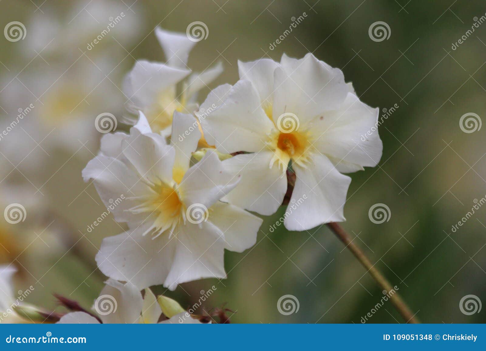 Fleur Blanche Avec Le Centre Jaune Photo stock - Image du délicatesse, blanc:  109051348
