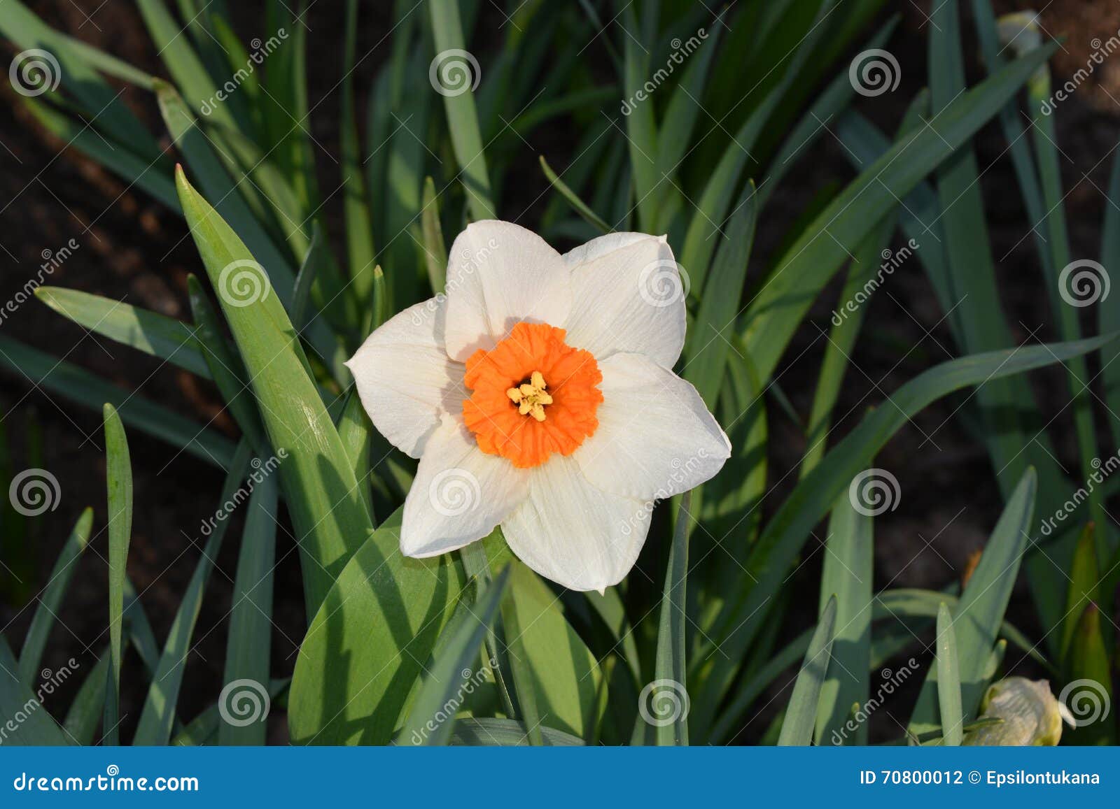Fleur Blanche Avec Le Coeur Orange Sur Le Fond De Feuilles Photo stock -  Image du jaune, fleurs: 70800012