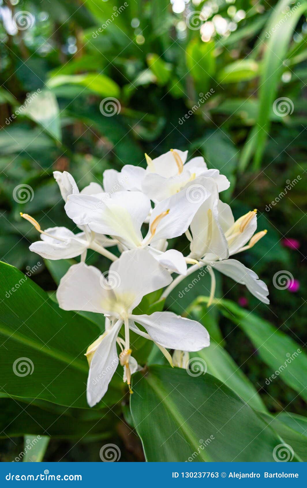 Fleur Blanche Avec Le Pistil Jaune Image stock - Image du branchement, fleur:  130237763