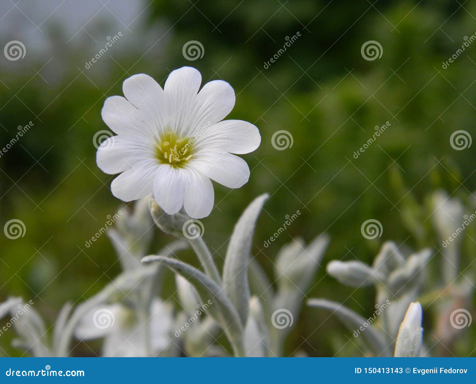 Fleur Blanche Avec Les Feuilles Argentées Image stock - Image du centrales,  vert: 150413143