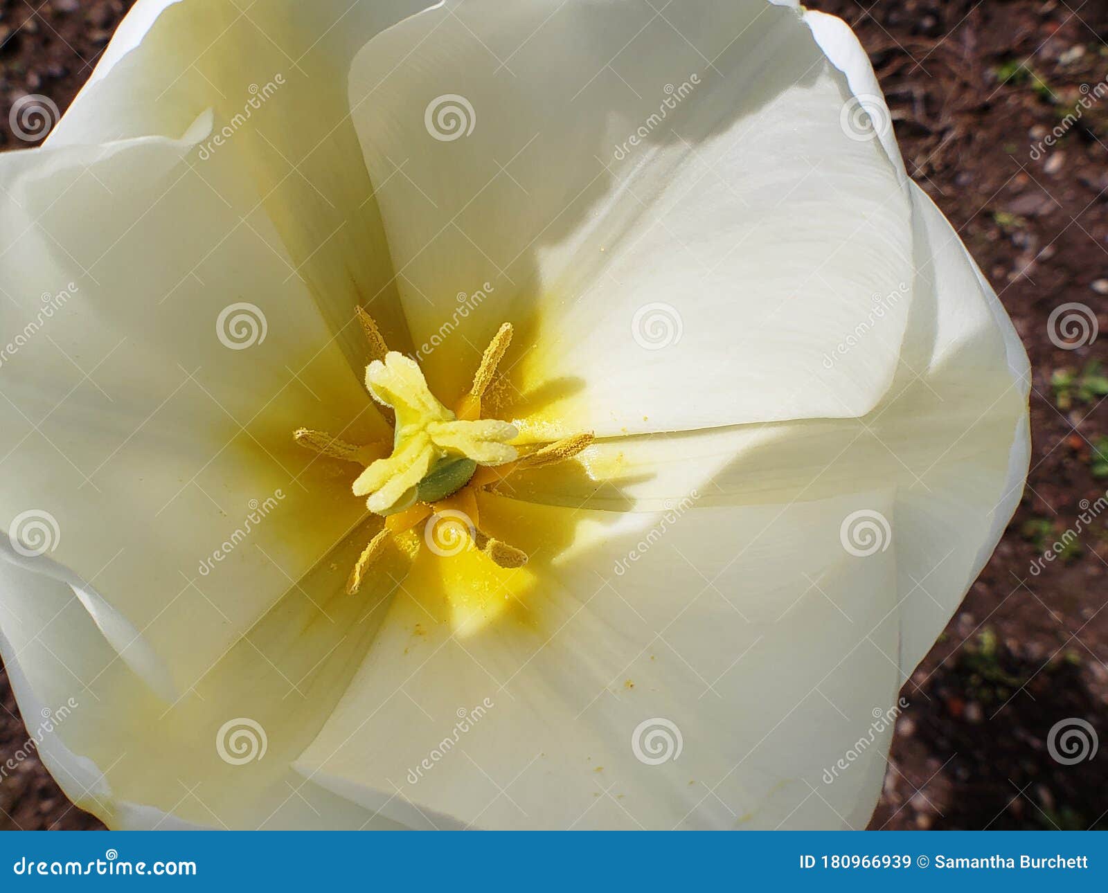 Fleur Blanche Avec Un Intérieur Jaune Et De Longs Pétales Image stock -  Image du centrale, texture: 180966939