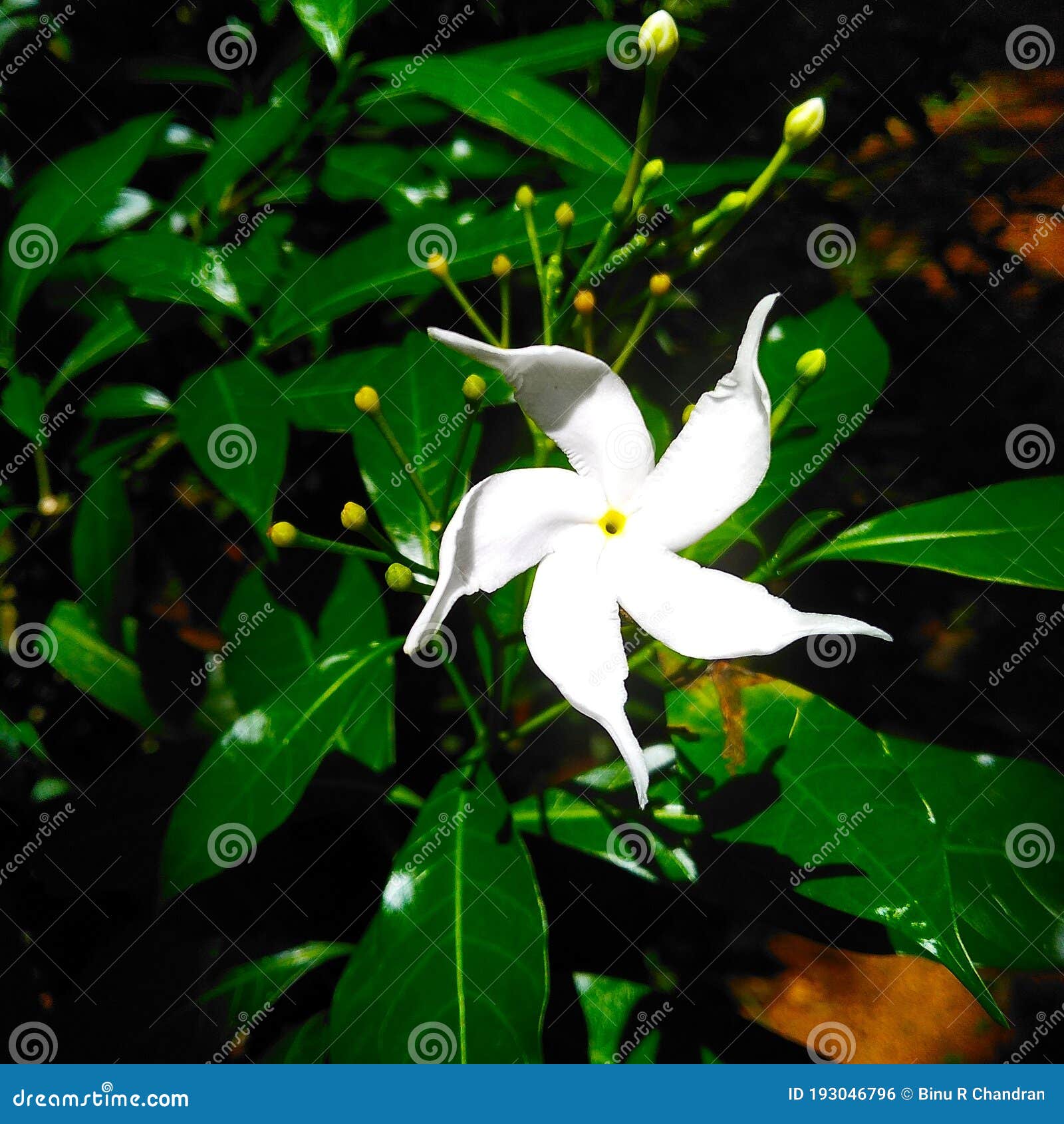 Fleur Blanche Brillante à La Lumière Du Soleil Photo stock - Image du  jungle, arbre: 193046796