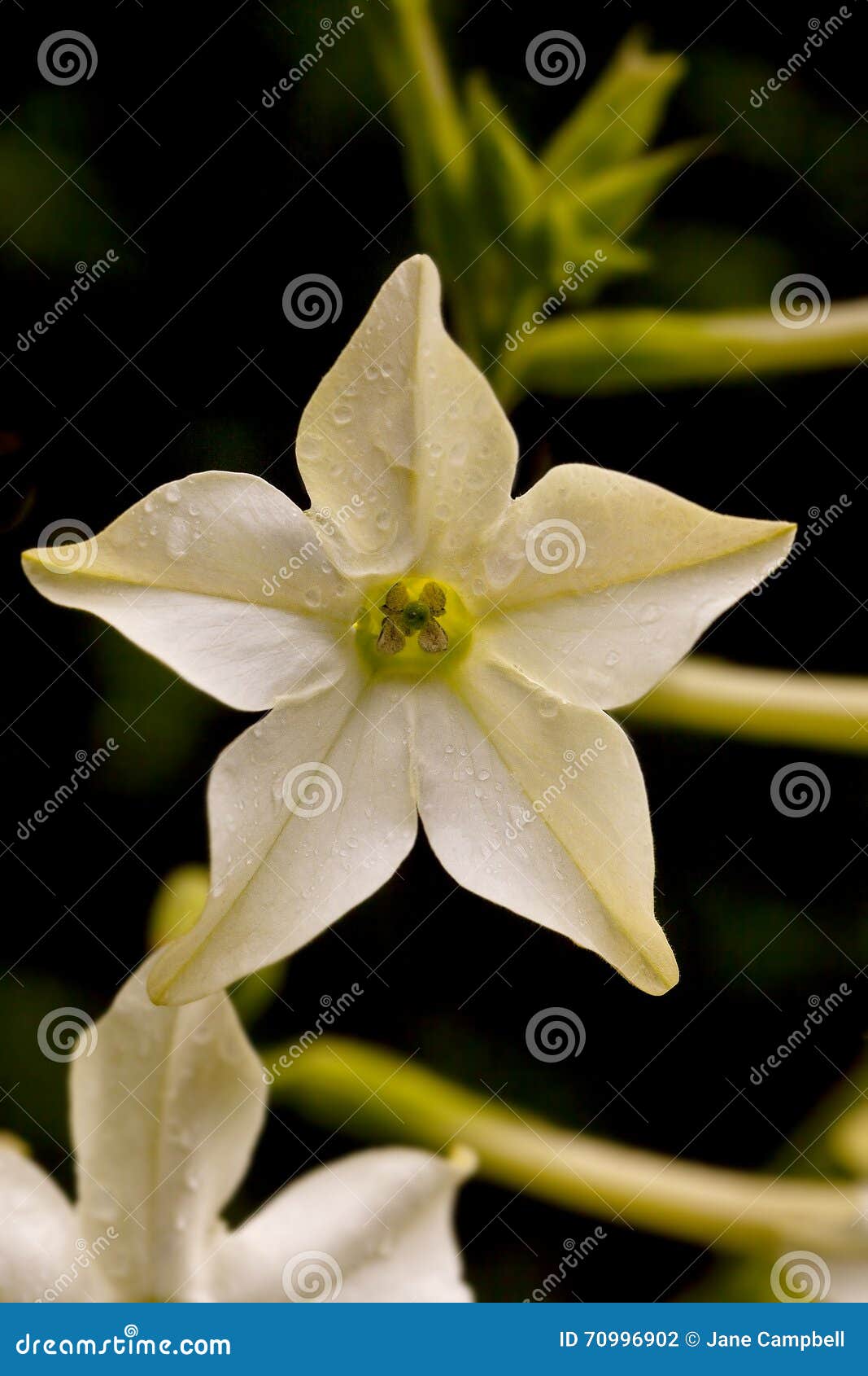 Fleur blanche d'étoile photo stock. Image du noir, cinq - 70996902