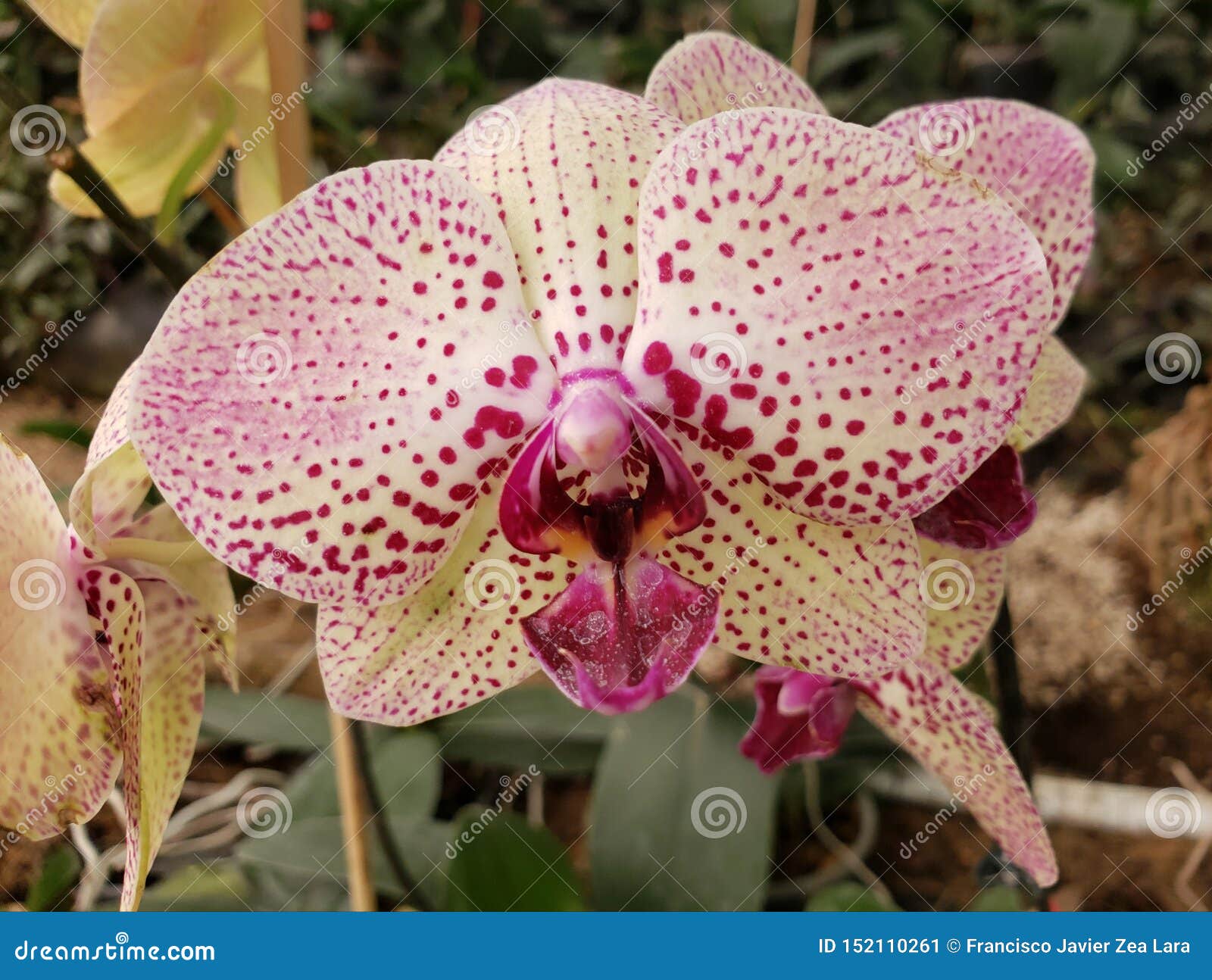 Fleur Blanche D'orchidée Avec Le Rose Dans Une Saison De Jardin Au  Printemps Image stock - Image du ressort, flore: 152110261