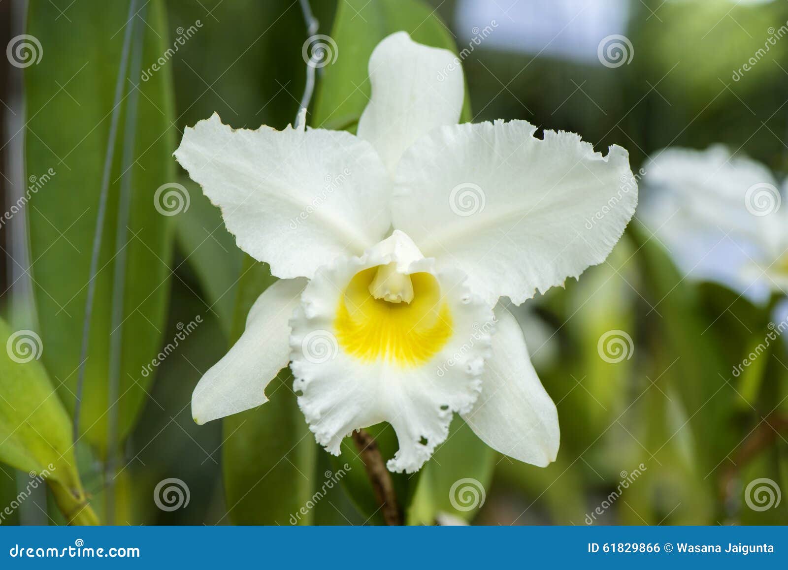 Fleur Blanche D'orchidée De Cattleya Photo stock - Image du pétales,  vibrant: 61829866