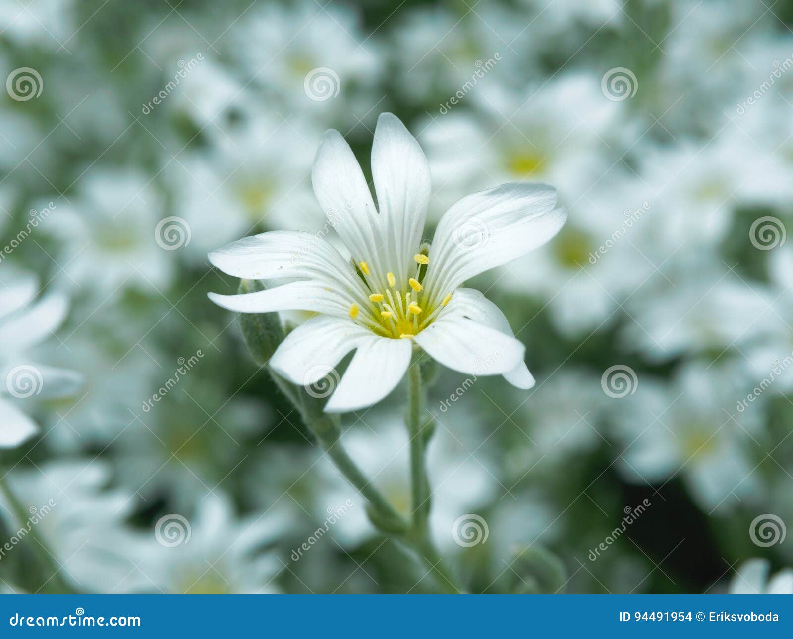 Fleur Blanche Dans Le Jardin Champ De Petites Fleurs Blanches Tirant Avec  Le Foyer Mou Fleurs Sauvages Fraîches Pour Romantique E Photo stock - Image  du frais, fragile: 94491954