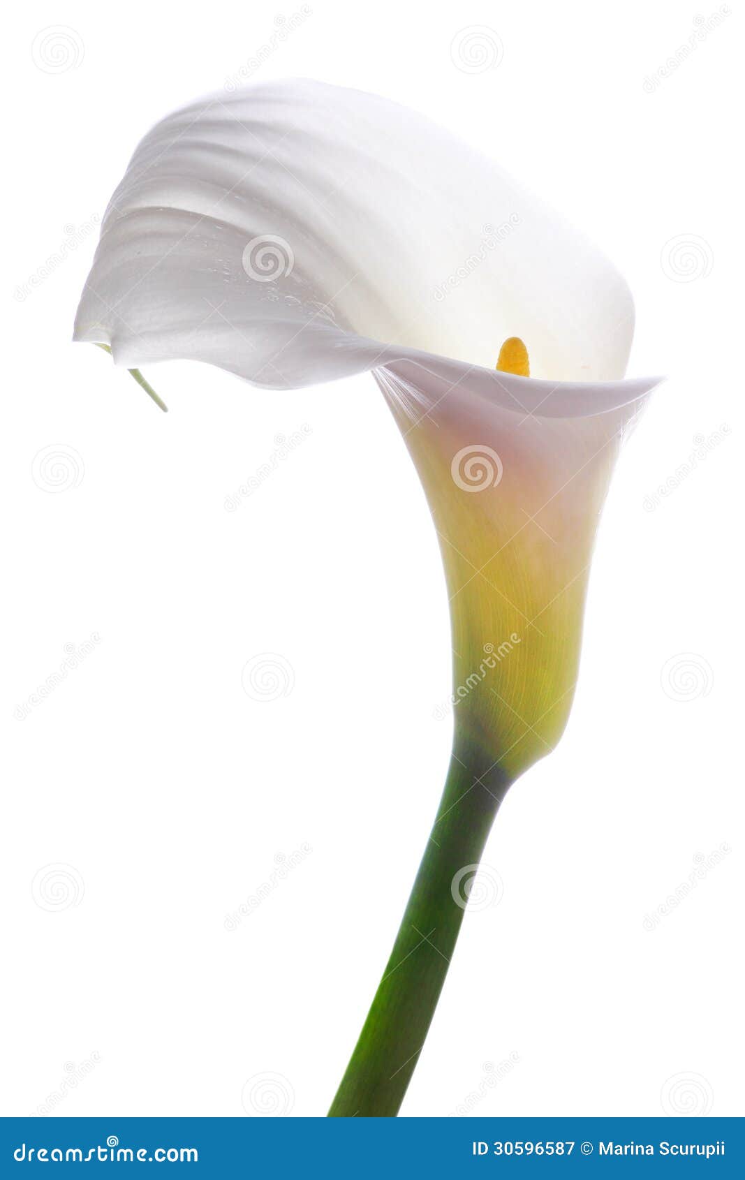 Fleur blanche de calla image stock. Image du mariage - 30596587