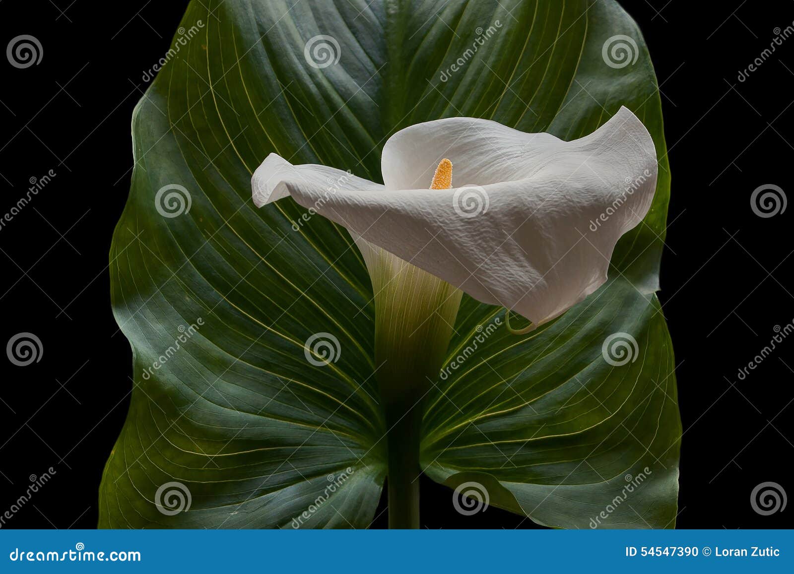 Fleur Blanche De Calla Avec Une Grande Feuille Verte Photo stock - Image du  tempéré, lame: 54547390