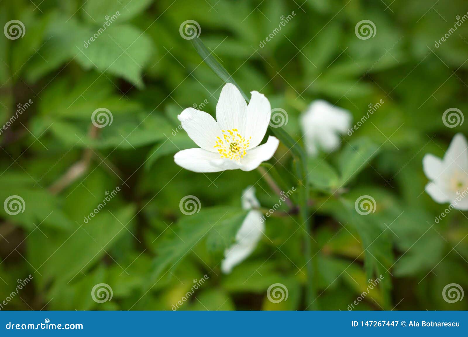 Fleur Blanche De Champ Blanc Vue Haute étroite De Petites Fleurs Blanches  Image stock - Image du vert, vacances: 147267447