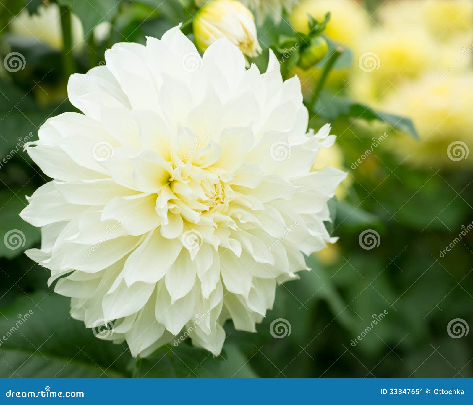 Fleur Blanche De Dahlia En Nature Image stock - Image du carte, buisson:  33347651