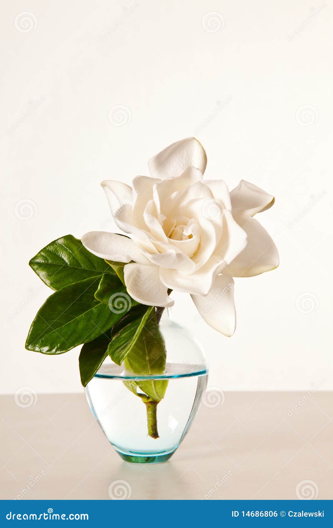 Fleur blanche de Gardenia photo stock. Image du marbre - 14686806