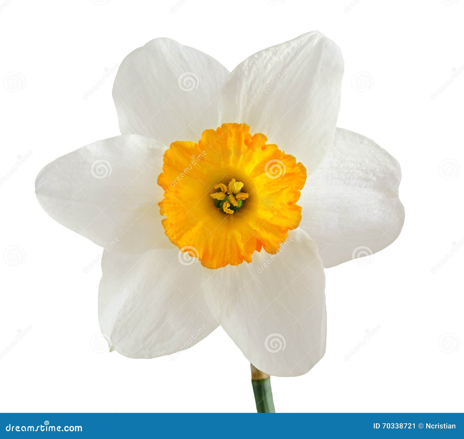 Fleur Blanche De Jonquille, Narcisse, Pistil Orange, Fin, Blanc Image stock  - Image du vibrant, narcisse: 70338721