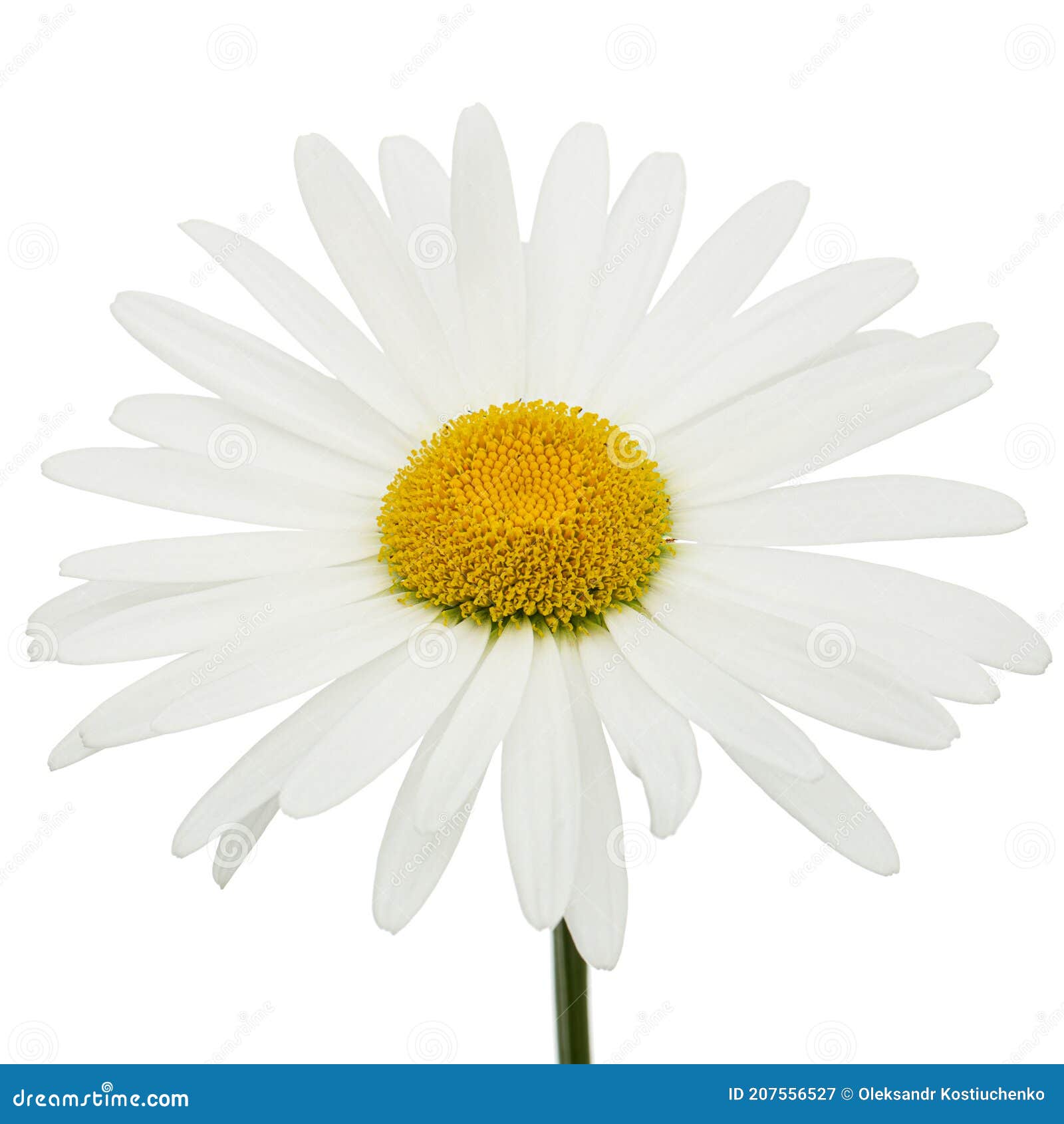 Fleur Blanche De Lat De Camomille. Matricaria Isolée Sur Le Fond Blanc  Image stock - Image du décoration, frais: 207556527