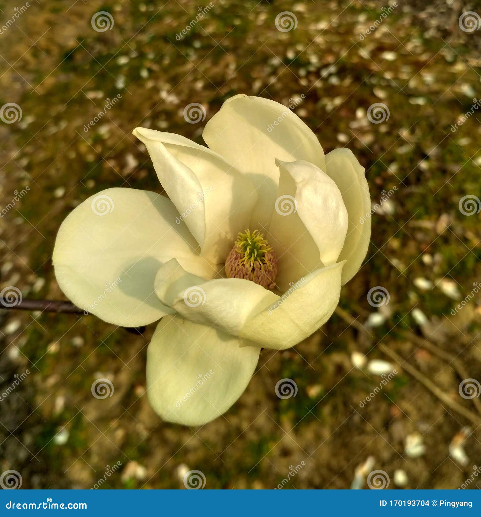 Fleur Blanche De Magnolia Avec L'étamine Pistil Jaune Et Verte Dans Le Jour  Ensoleillé Photo stock - Image du pistil, pétales: 170193704