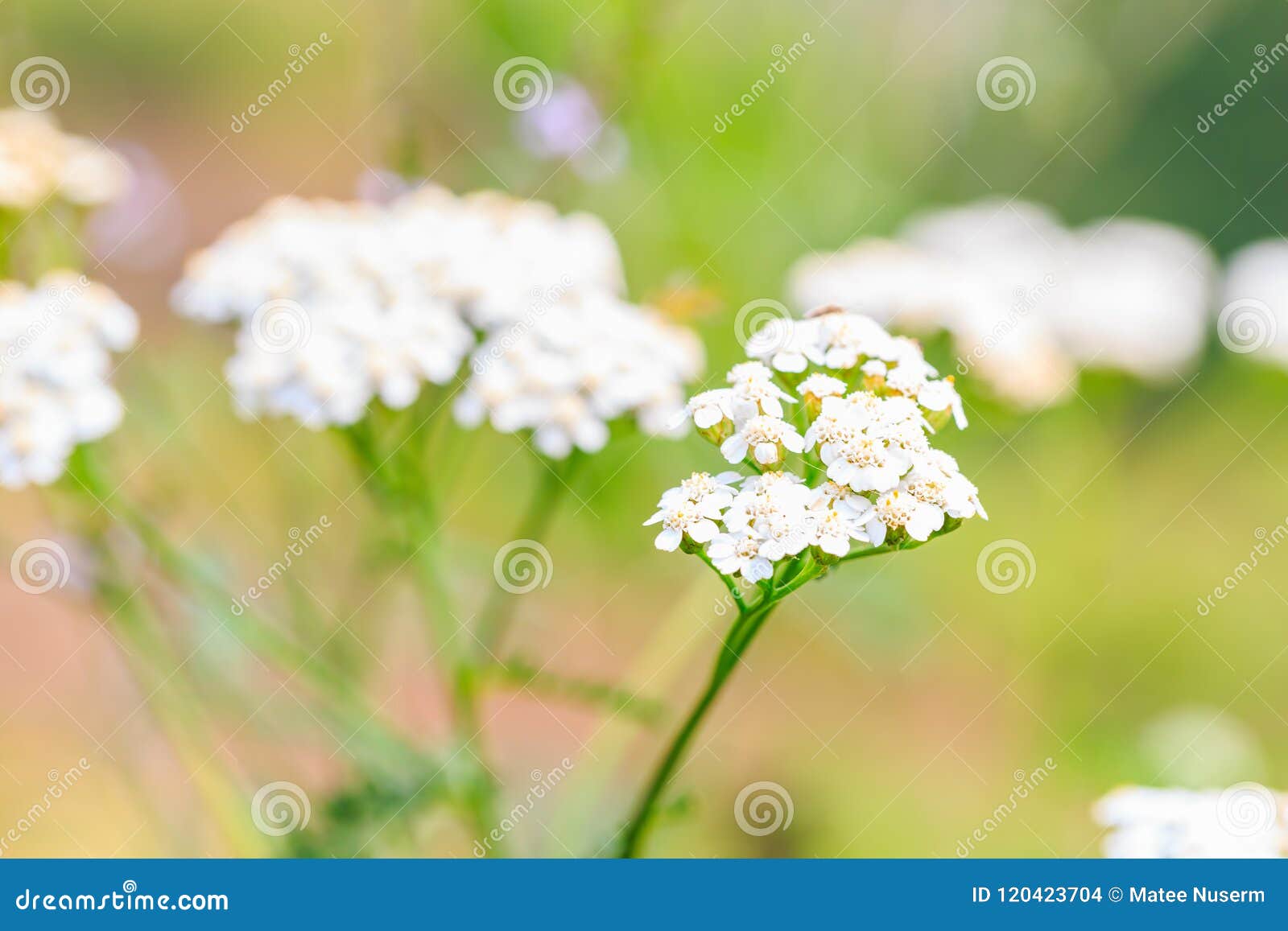 Fleur Blanche De Mauvaise Herbe En Nature Photo stock - Image du pistil,  vert: 120423704