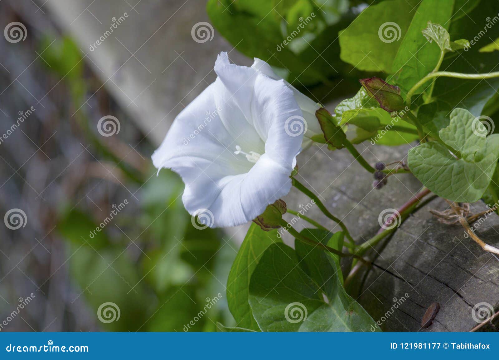 Fleur Blanche De Mauvaise Herbe De Grippage En Fleur Image