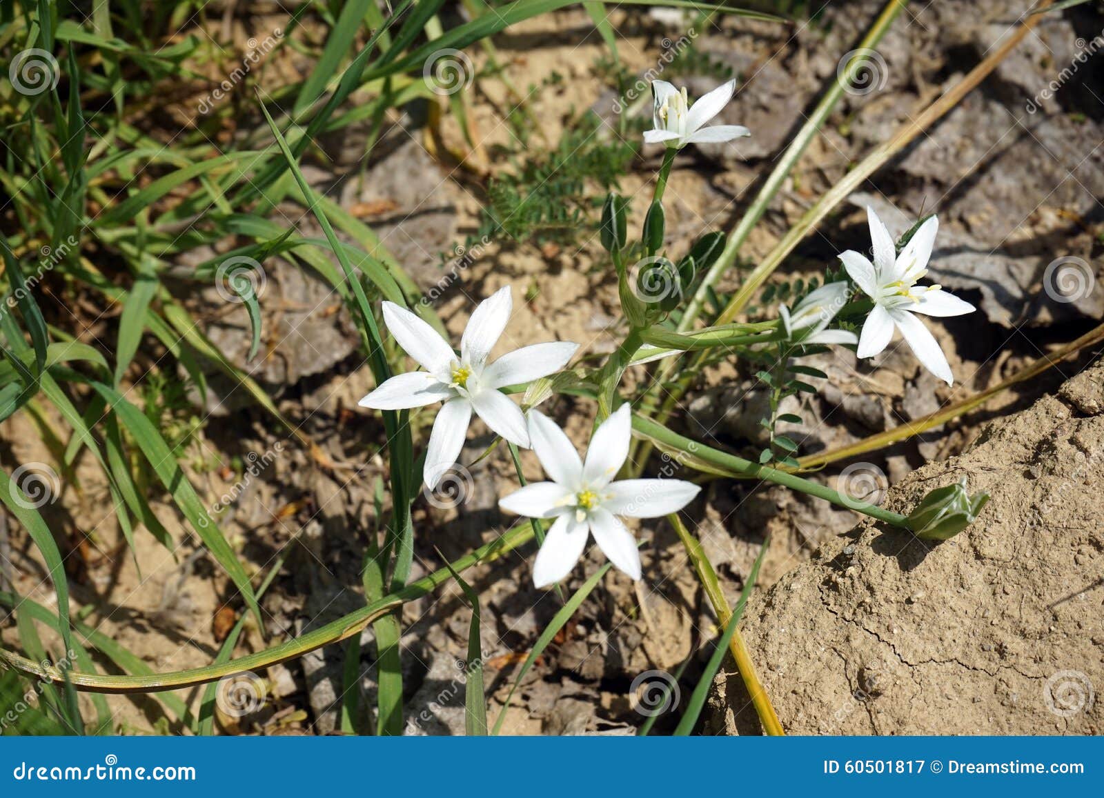 Fleur blanche de montagne image stock. Image du blanc - 60501817