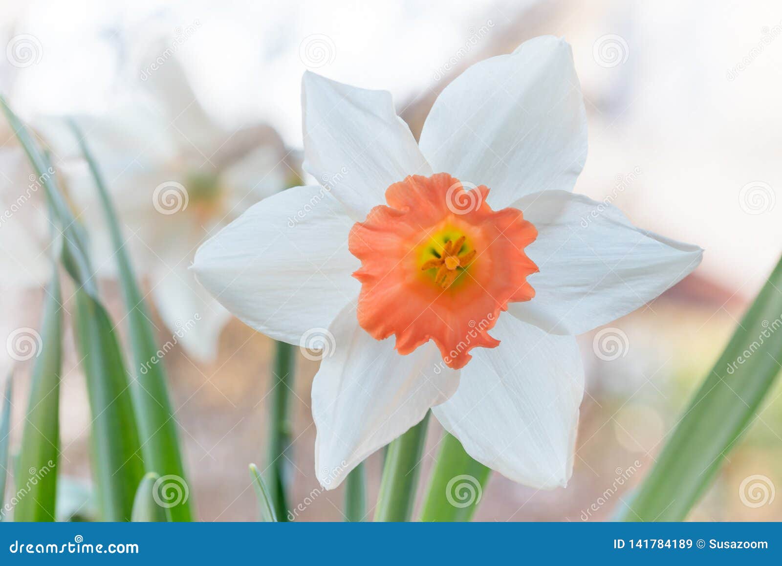 Fleur Blanche De Narcisse Avec Le Milieu Orange Image stock - Image du  moyen, fleur: 141784189