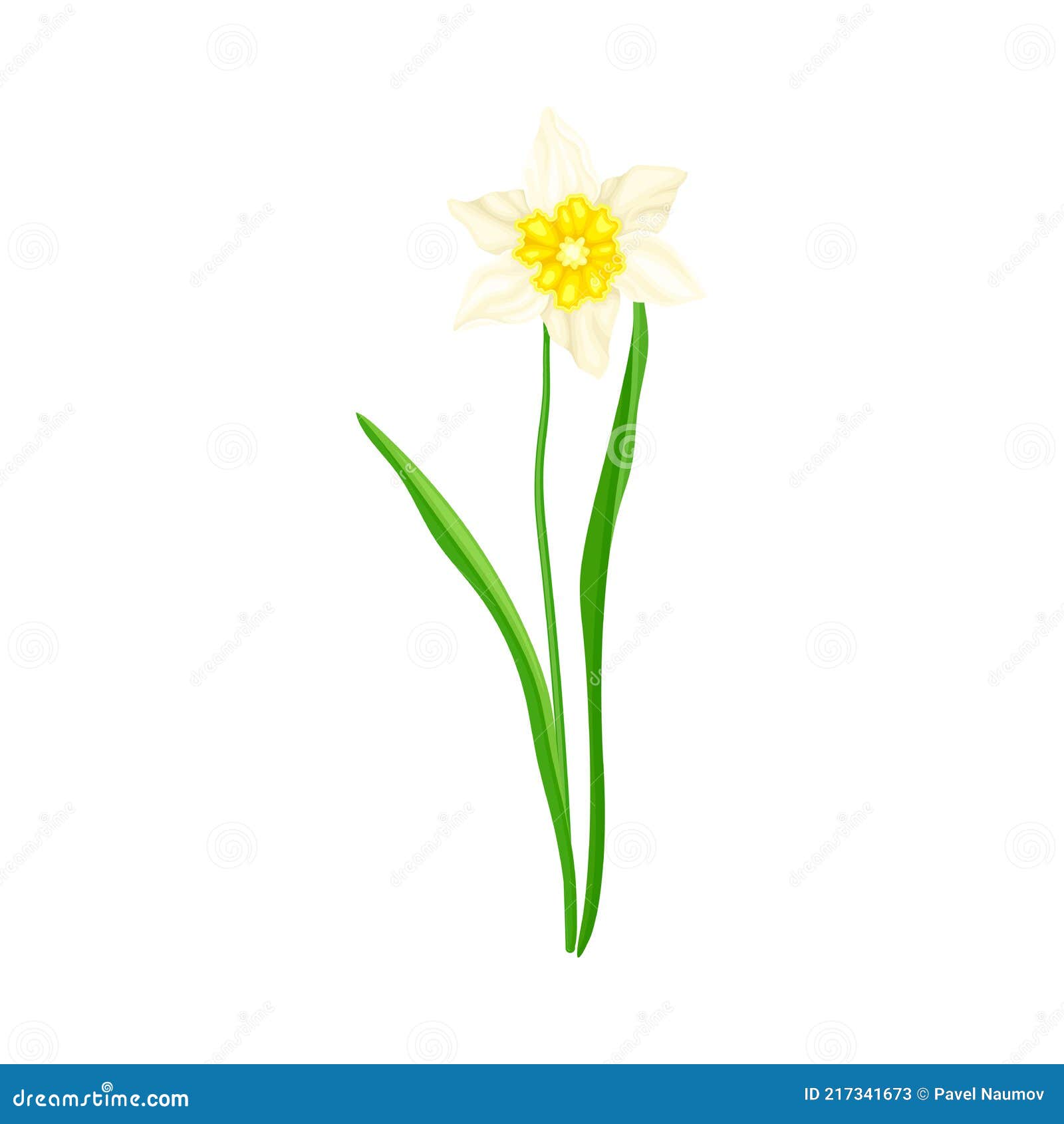 Fleur Blanche De Narcisse Plante Vivace à Floraison Printanière Sur Tige  Sans Feuilles Illustration de Vecteur - Illustration du vert,  accroissement: 217341673