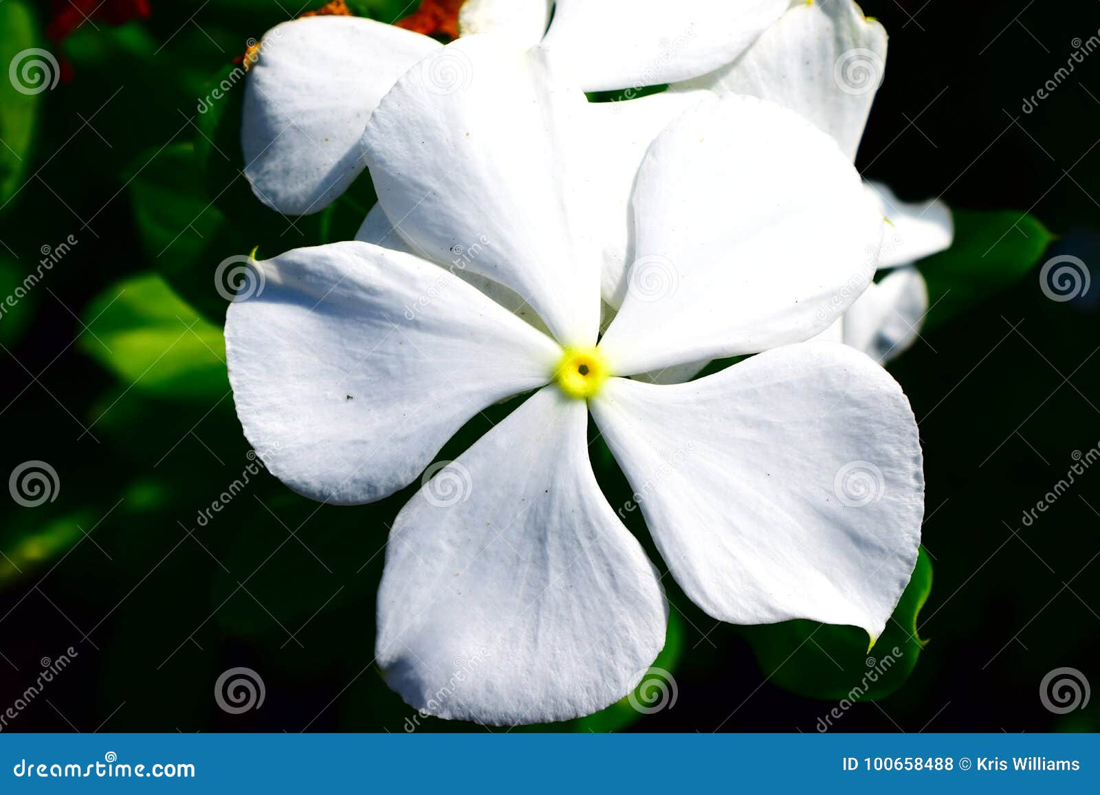 Fleur Blanche De Pétale Du Vinca 5 Photo stock - Image du williams, jardin:  100658488