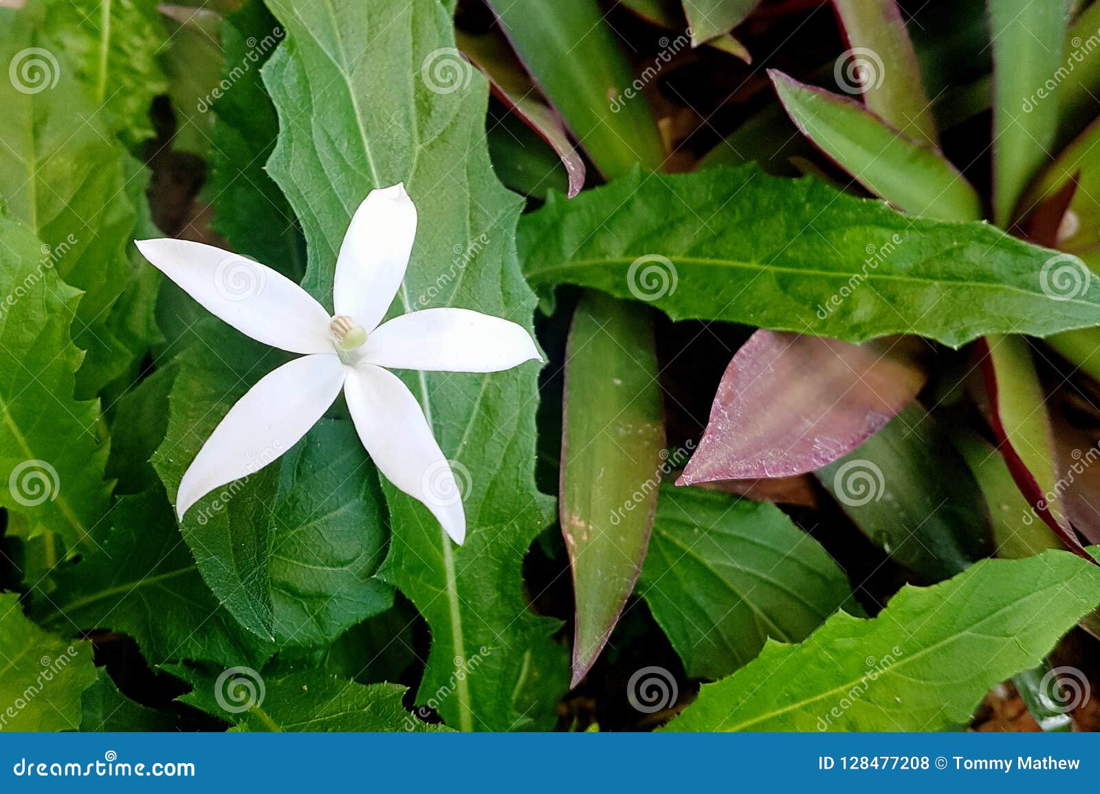 Fleur blanche de 5 pétales photo stock. Image du beau - 128477208