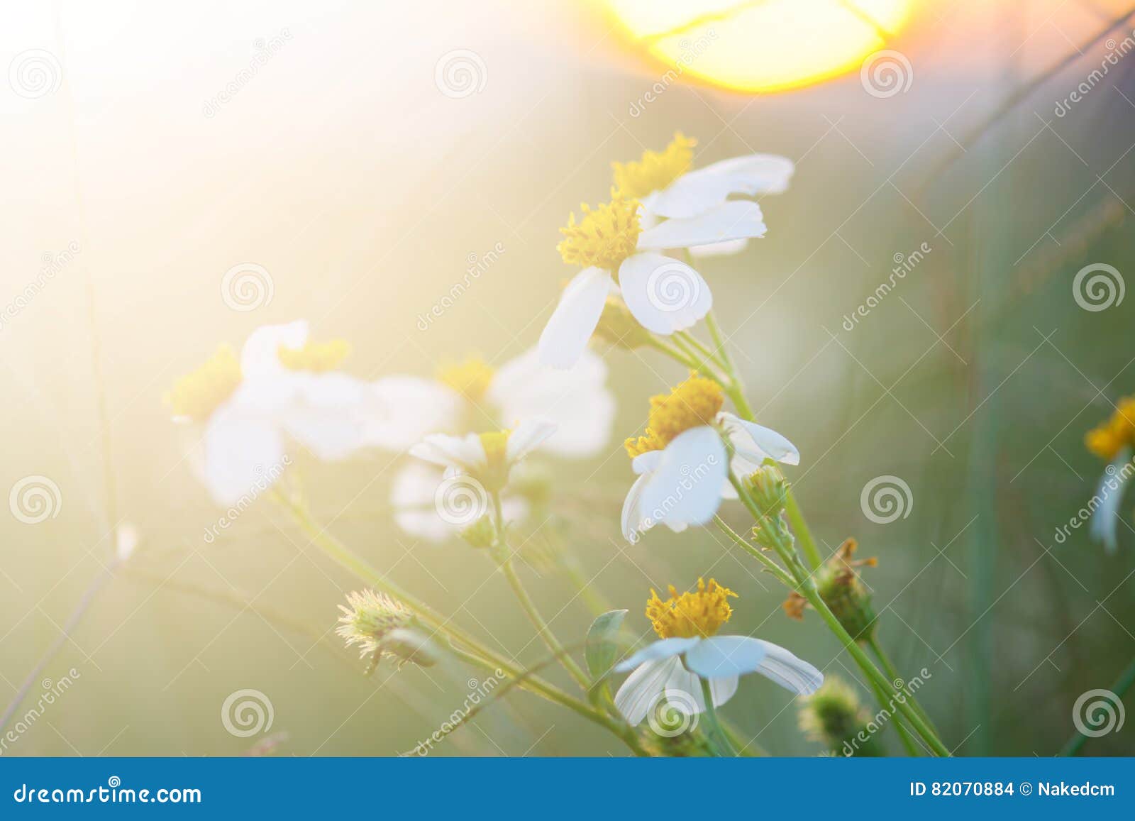 Fleur Blanche De Pré Dans Le Domaine Avec Le Lever De Soleil Photo stock -  Image du saison, nature: 82070884