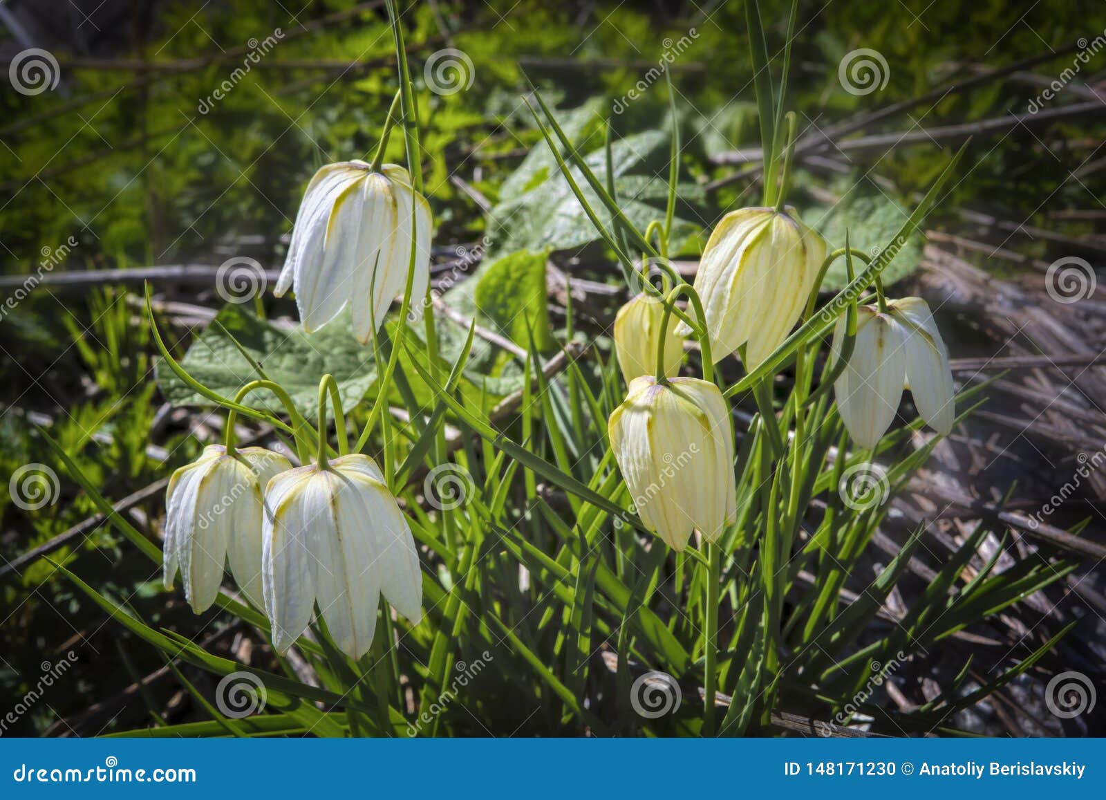 Fleur Blanche De Ressort Sous Forme De Cloche Sur Un Fond Brouill? Photo  stock - Image du cloche, isolement: 148171230